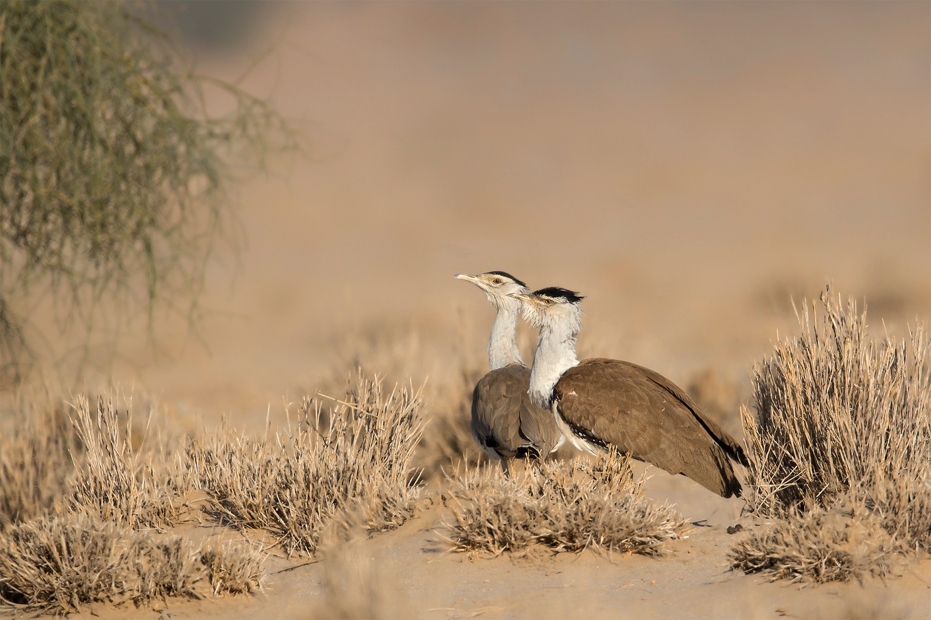 Screenshot at am copy - In Danger | Nature inFocus