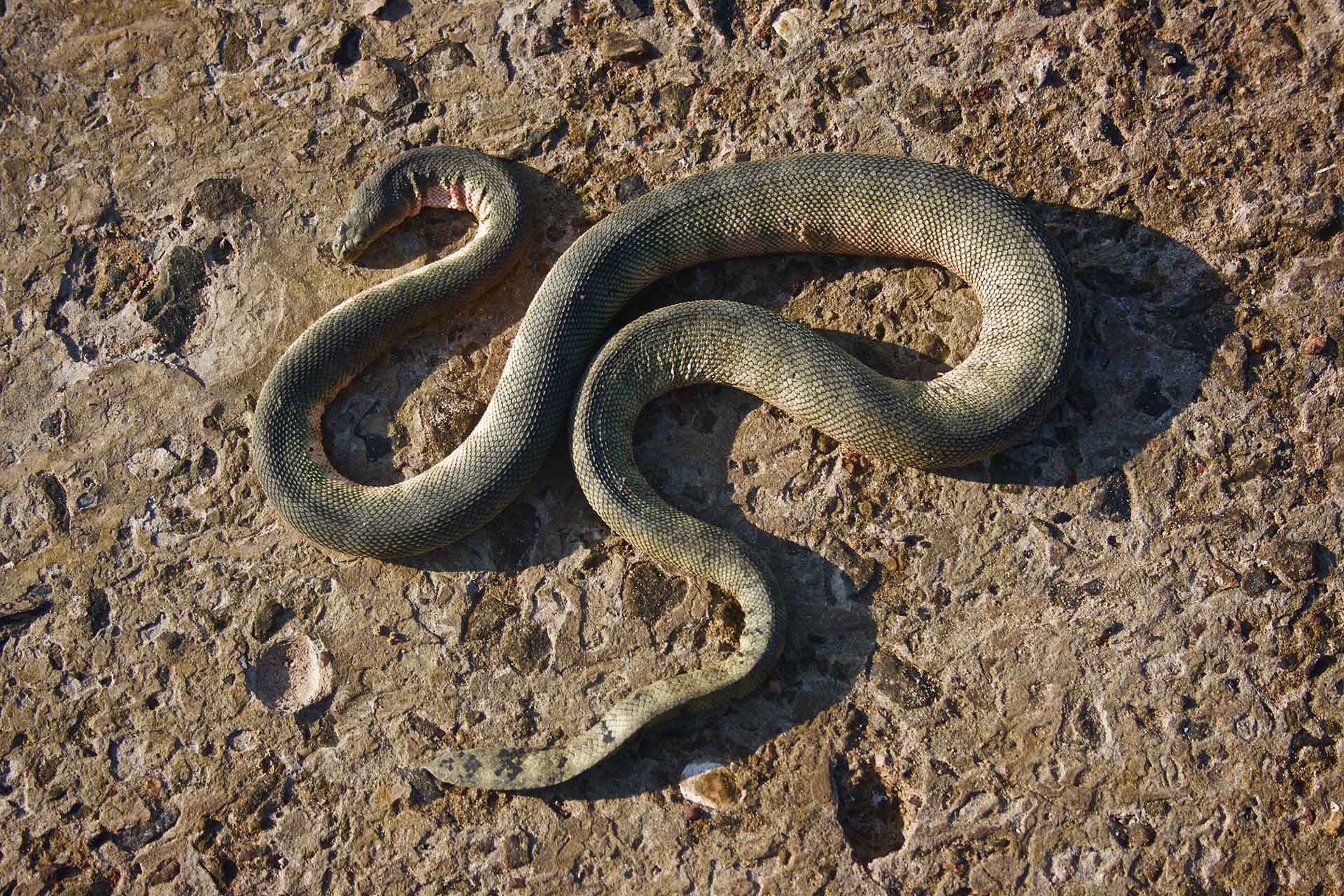 Beaked or Hook-nosed Sea Snake (Hydrophis schistosus) | Nature inFocus