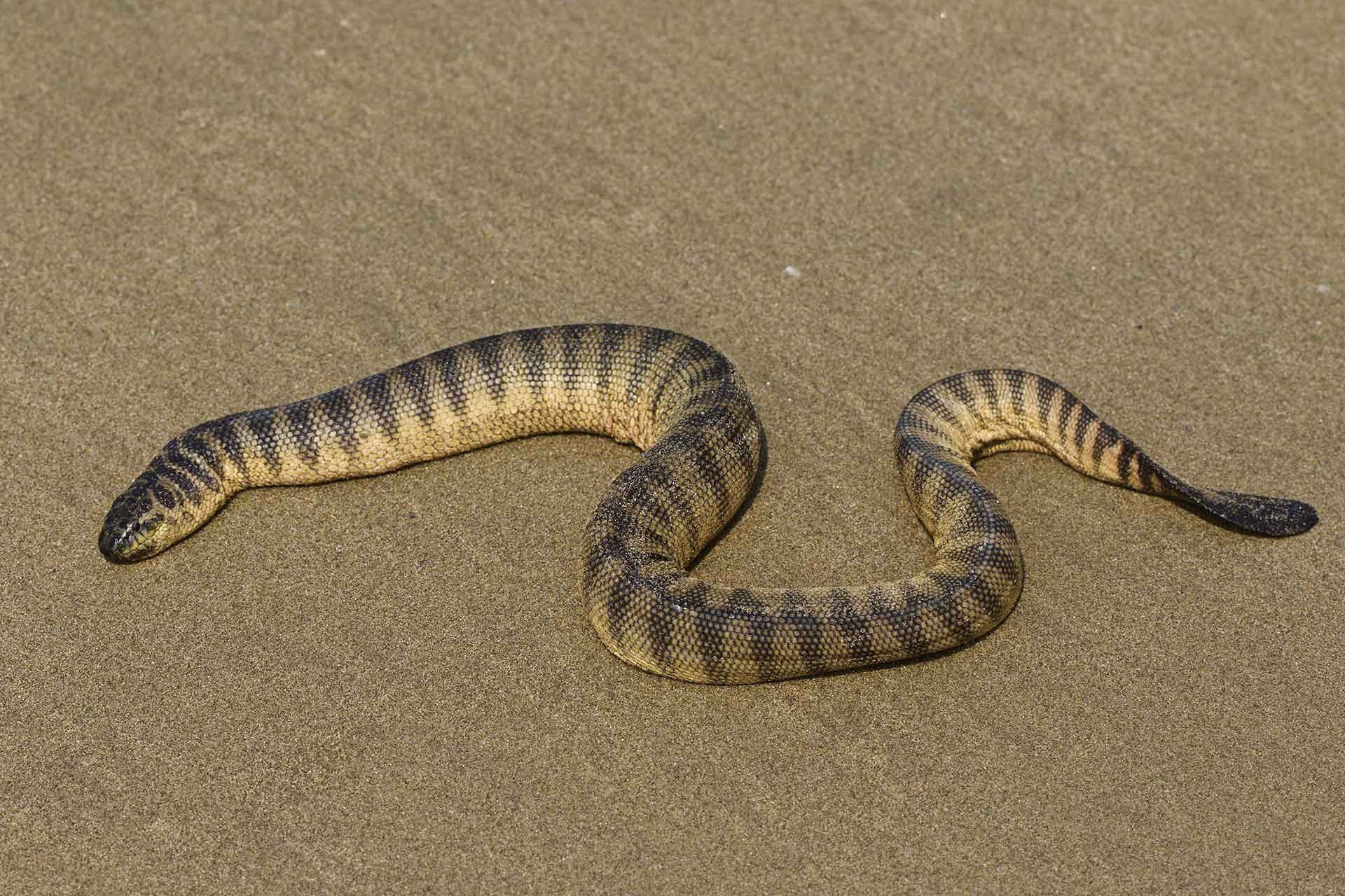 Spine-bellied Snake or Short Sea Snake Hydrophis curtus