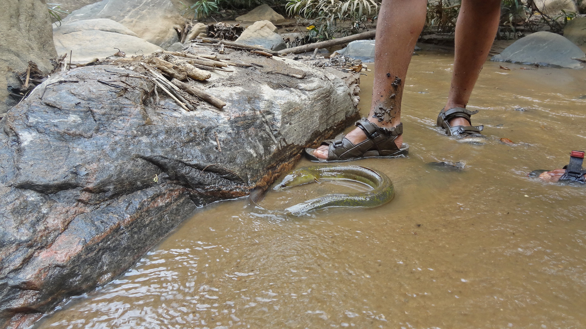 Sedimentsflushing out a freshwater eel suman jumani - A Voice For Our Rivers | Nature inFocus