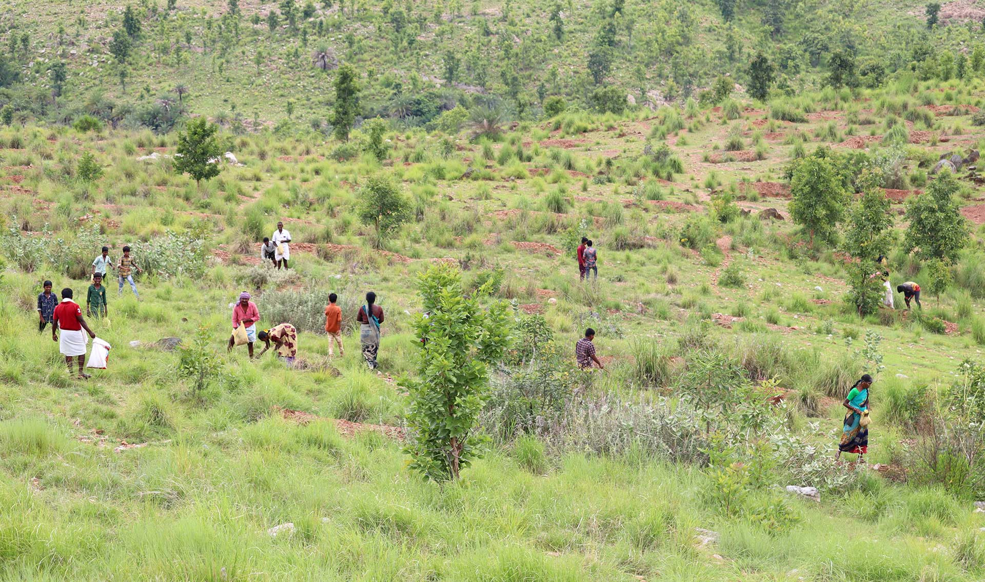      Seed dibbling camp   Kogira village | Nature Infocus