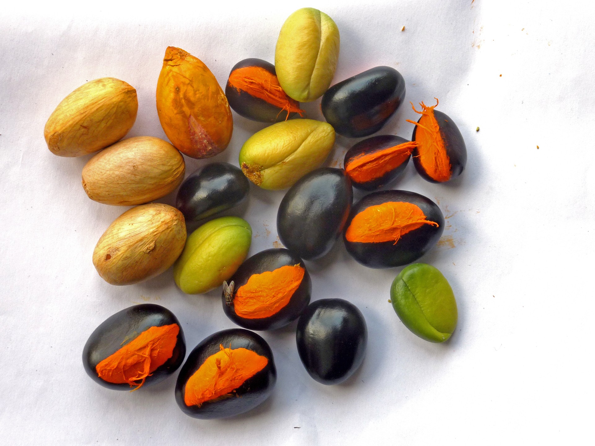 Seeds used during the study - Rodents: Greedy Eaters Or Forest Helpers | Nature inFocus