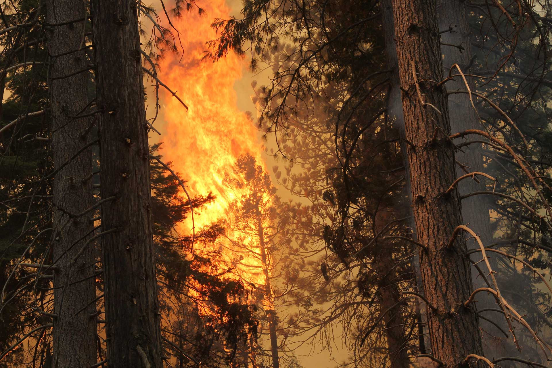 Forest fire near Yosemite National Park California