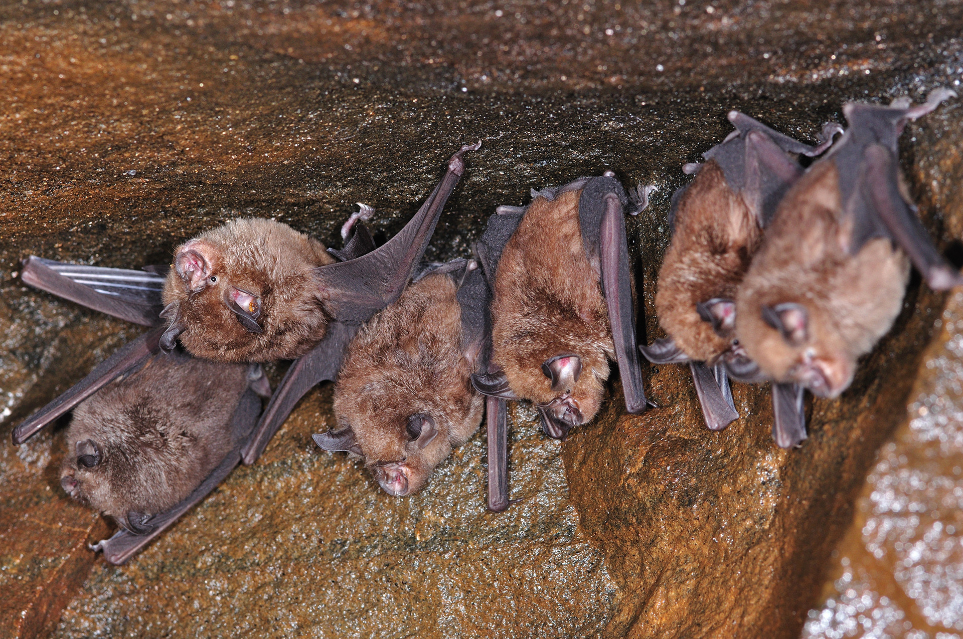 Rufous Horseshoe Bats | Nature inFocus