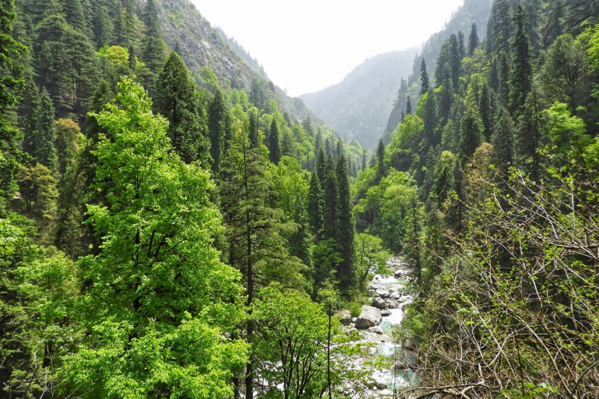 Mixed forests in Tirthan Valley GHNP