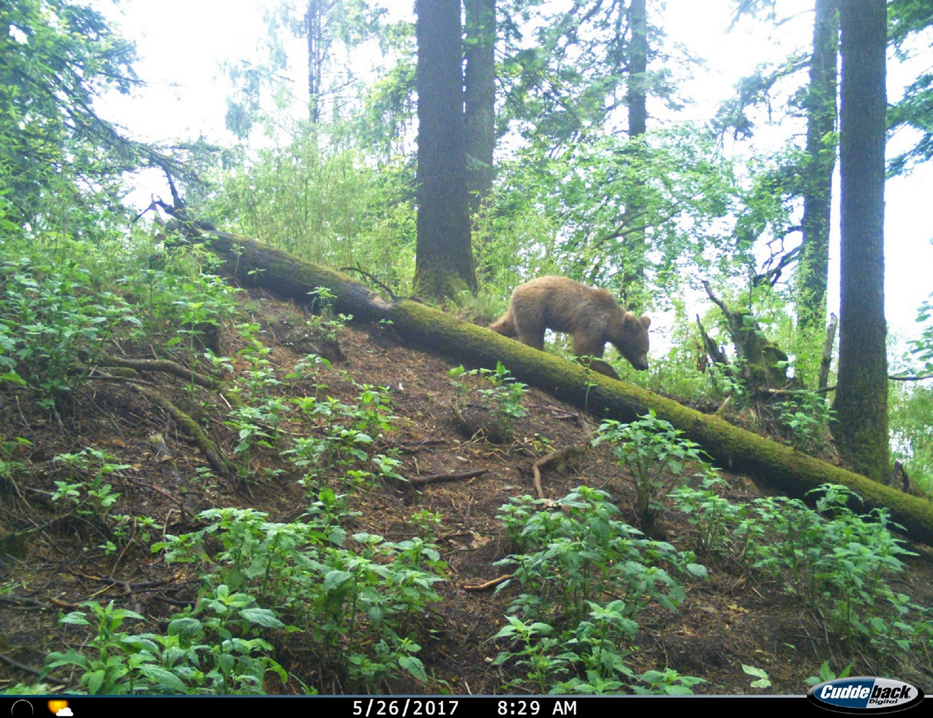 Camera trap photograph of a Himalayan Brown Bear cub