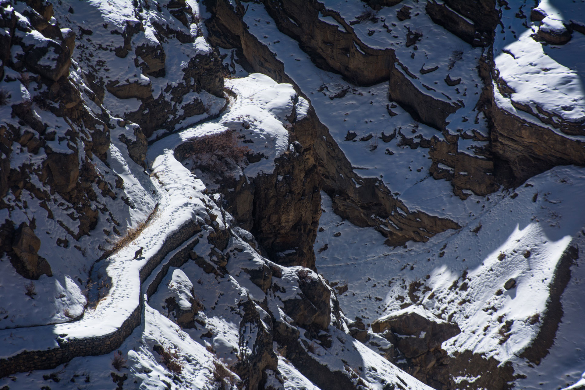 Snow Leopard in the Himalayas