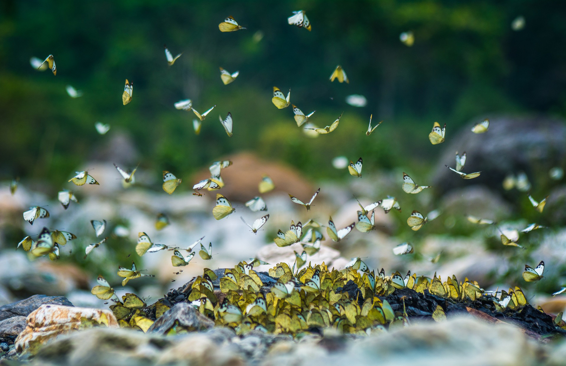 Butterflies mud puddling on the bank of a river