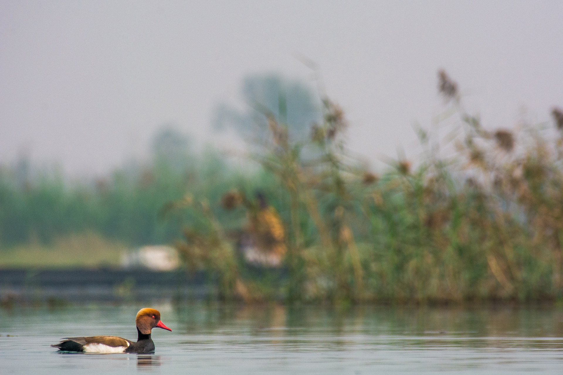 Red-crested Pochard Netta rufina