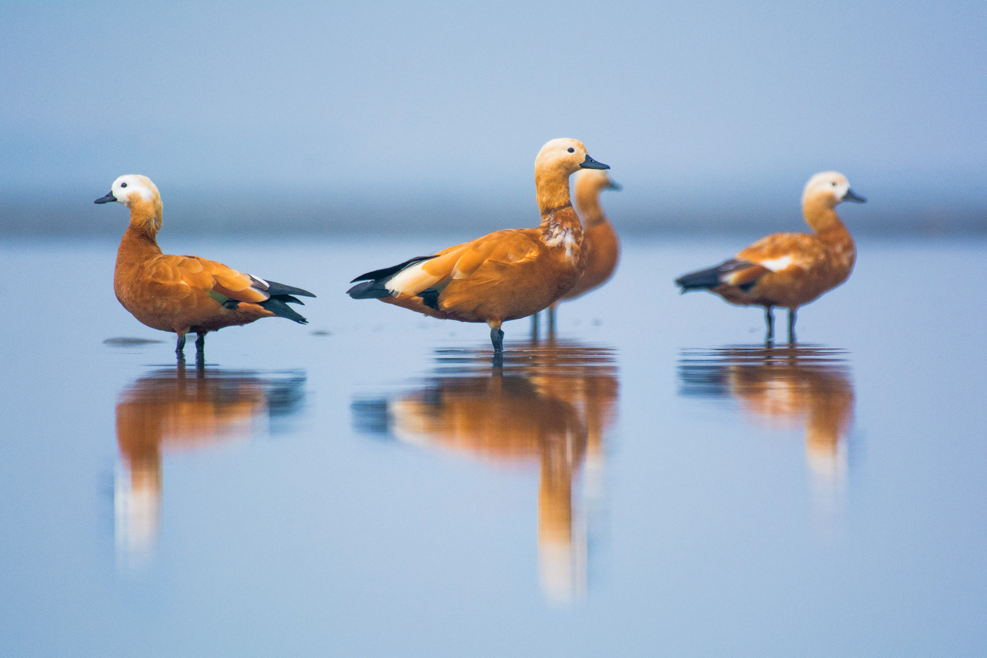 Ruddy Shelduck Tadorna ferruginea