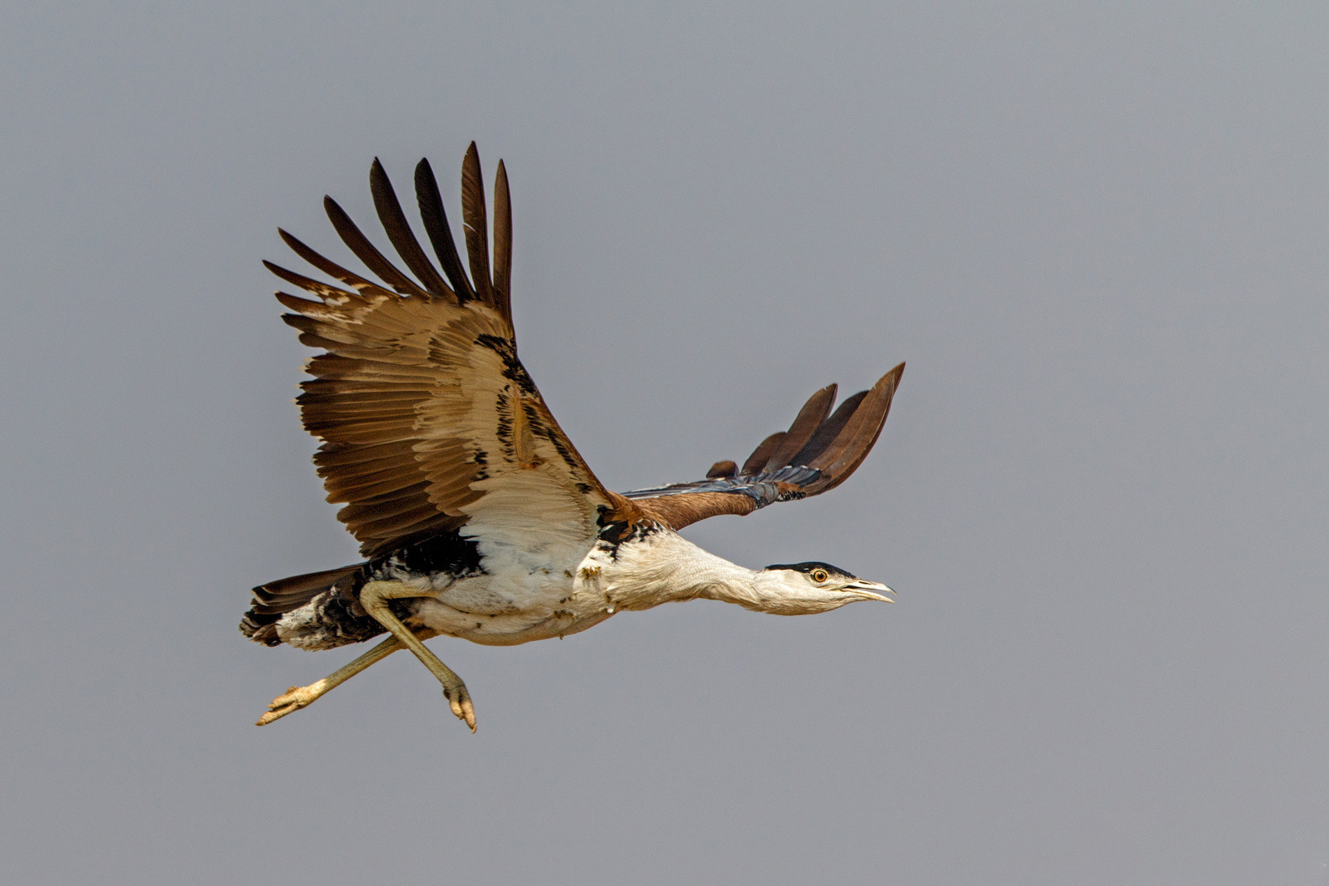 Great Indian Bustard critically endangered indian bird in Desert National Park