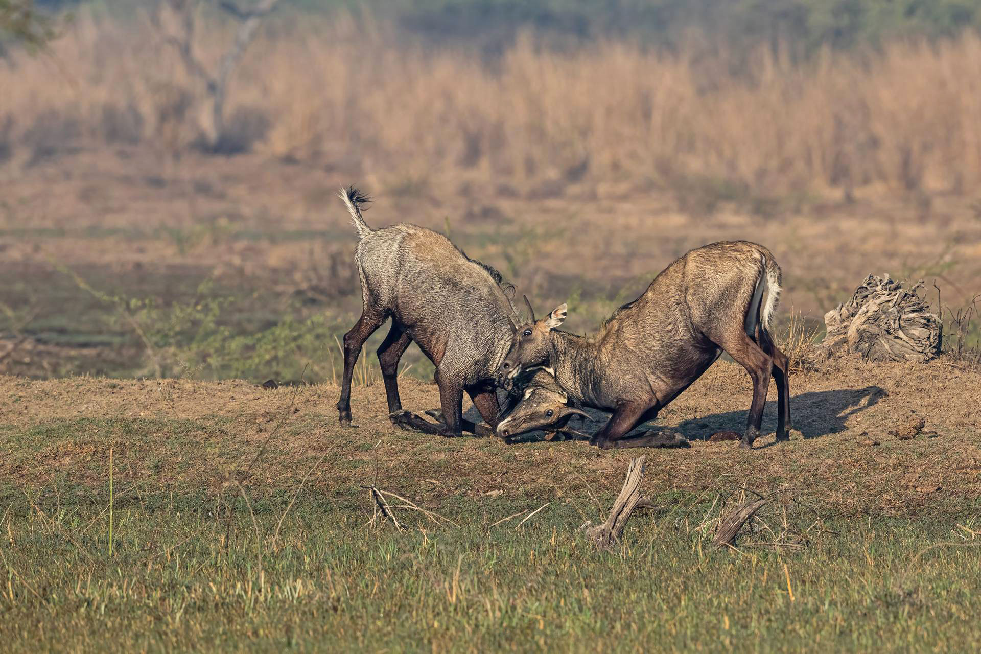 Male Bluebulls or Nilgai fighting