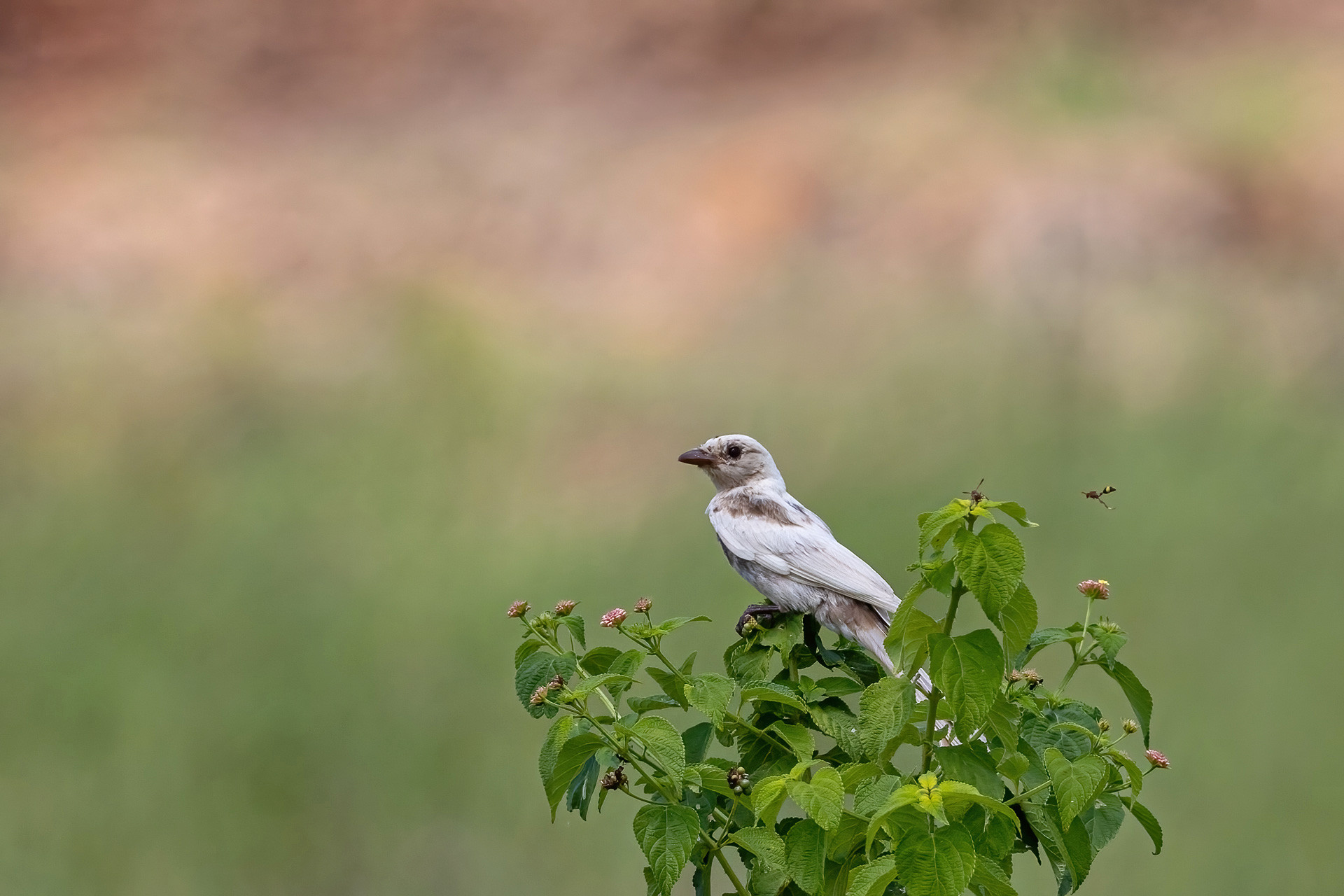 Leucistic Black Drongo
