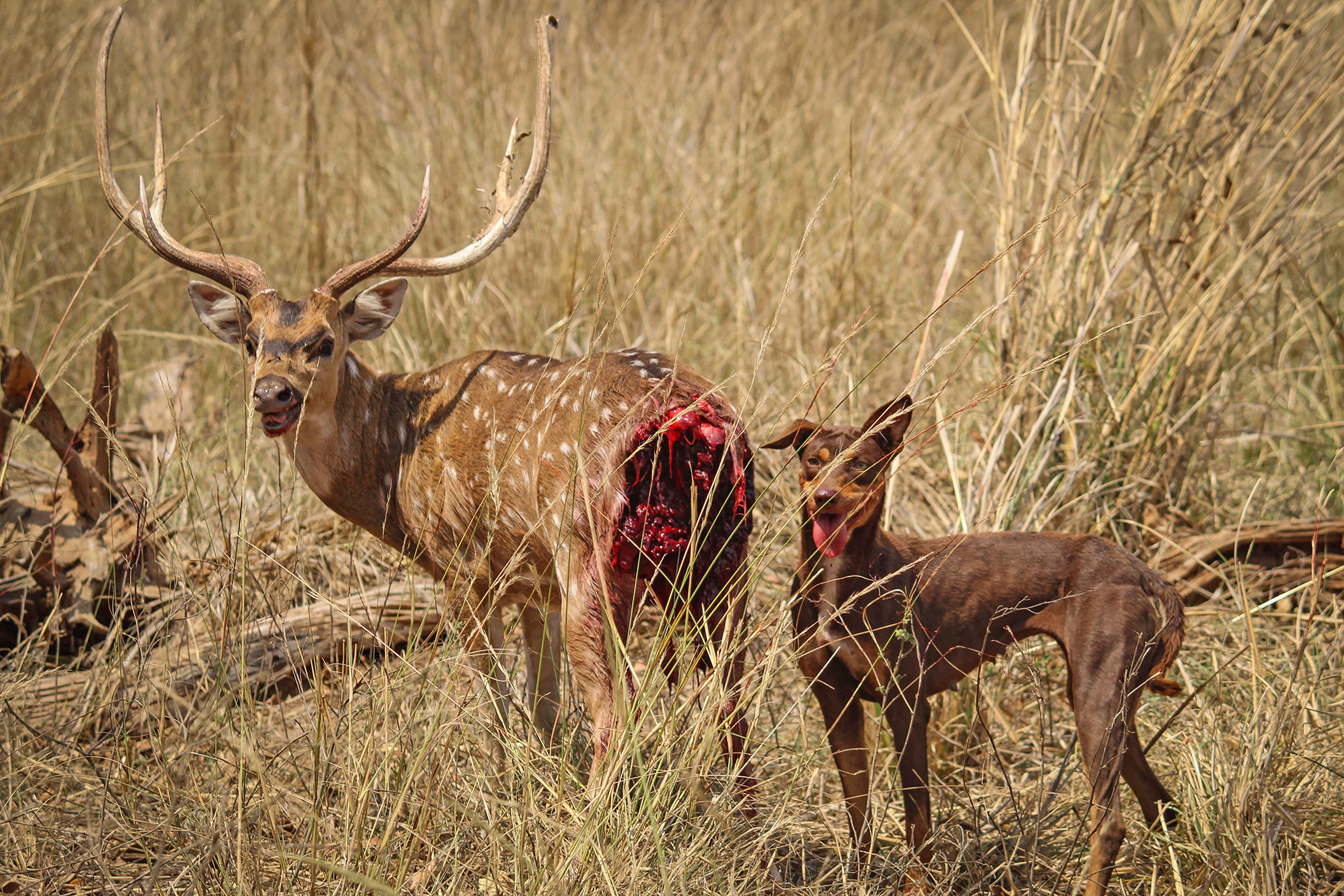 Feral dog attacking a Spotted Deer in Pench Tiger Reserve