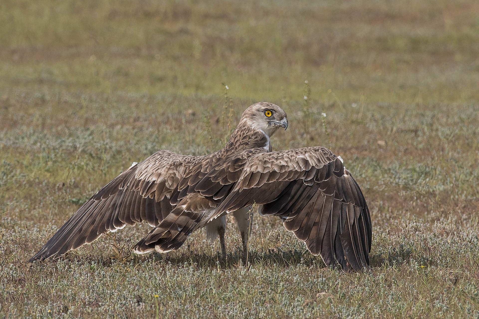Shantanu somwanshi - Grassland Birds | Nature inFocus