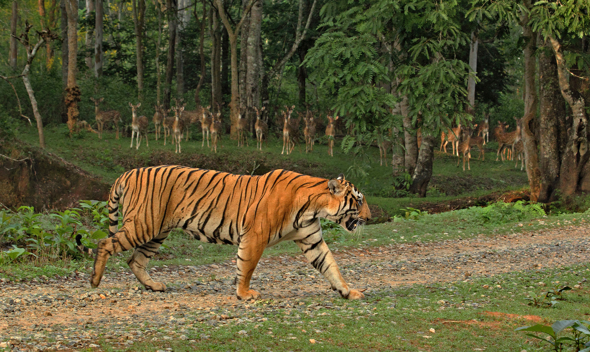 Tiger on the prowl in Nagarahole National Park in Karnataka