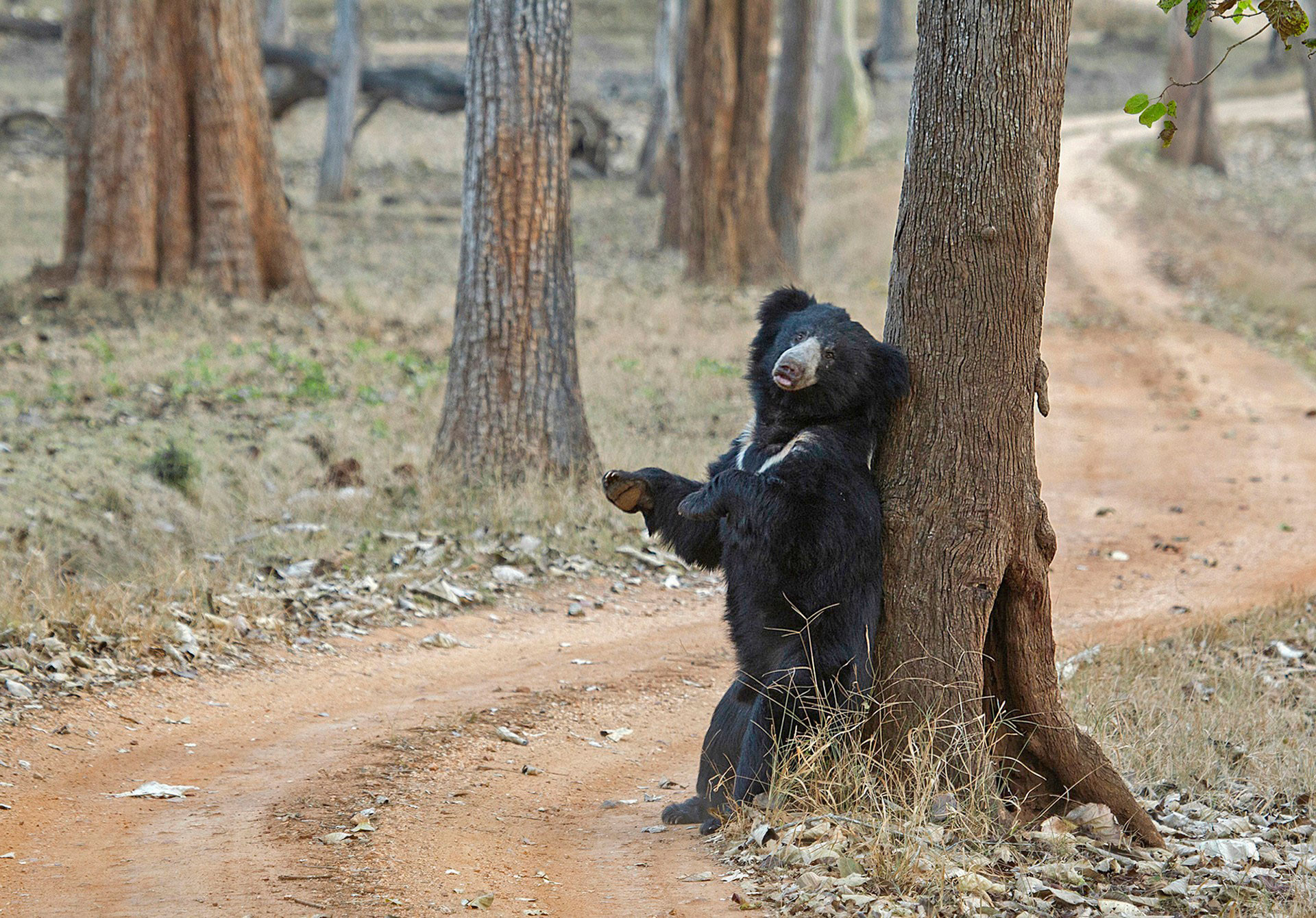 Sloth bear in Kabini Forest Nagarahole National Park in Karnataka