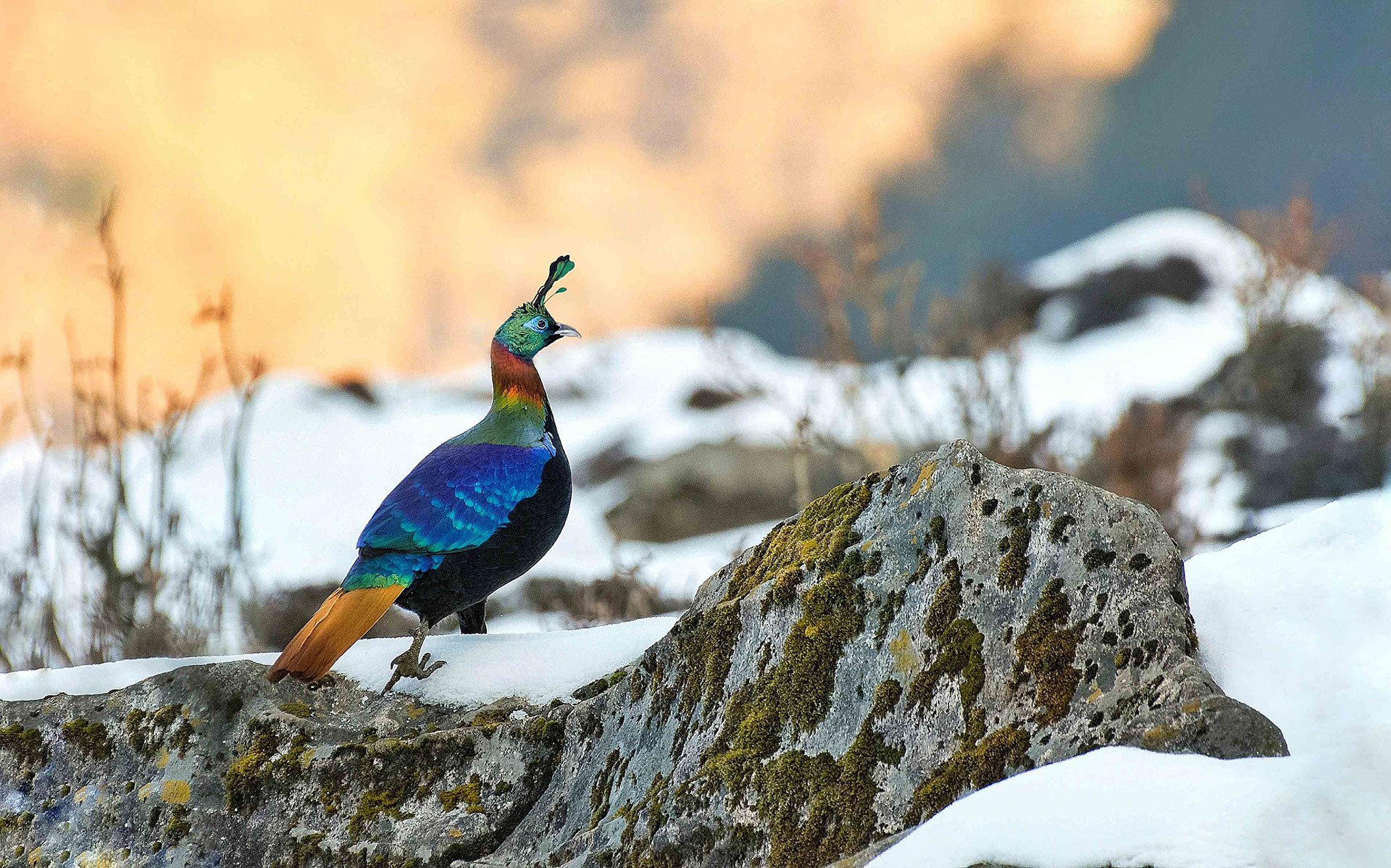 Himalayan monal male in its habitat