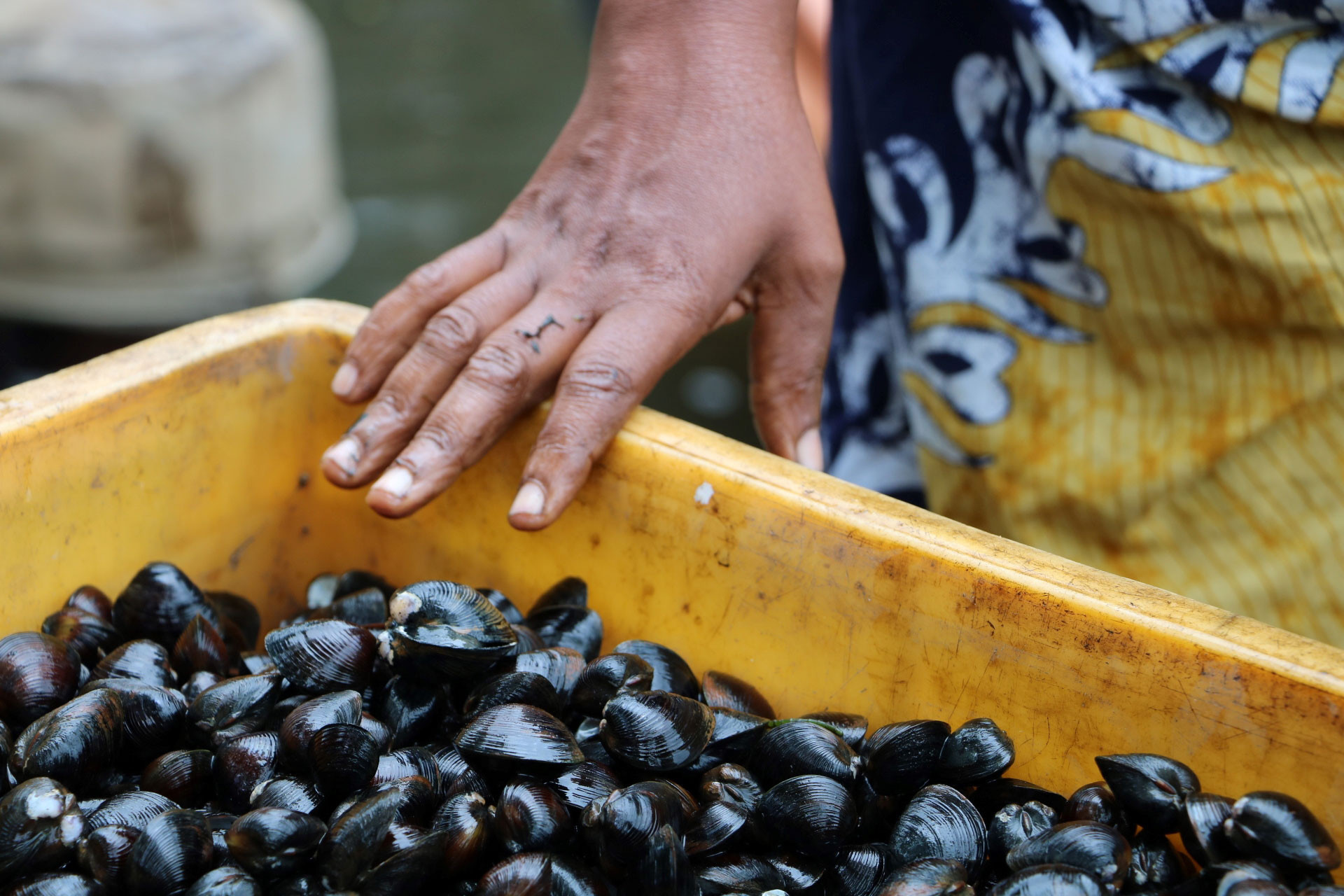 Black clams collected from Vembanad Lake in Kerala