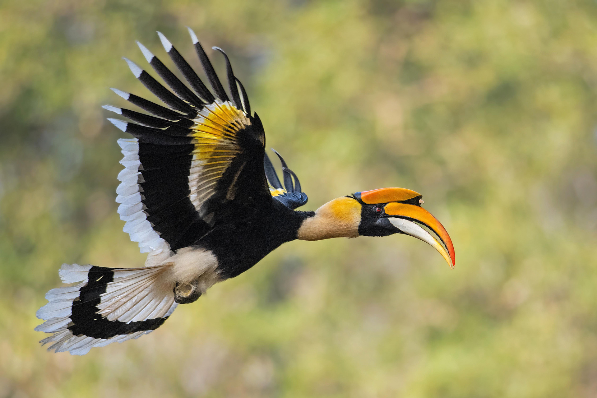 Great Indian Hornbill in Anamalai Tiger Reserve Western Ghats Tamil Nadu