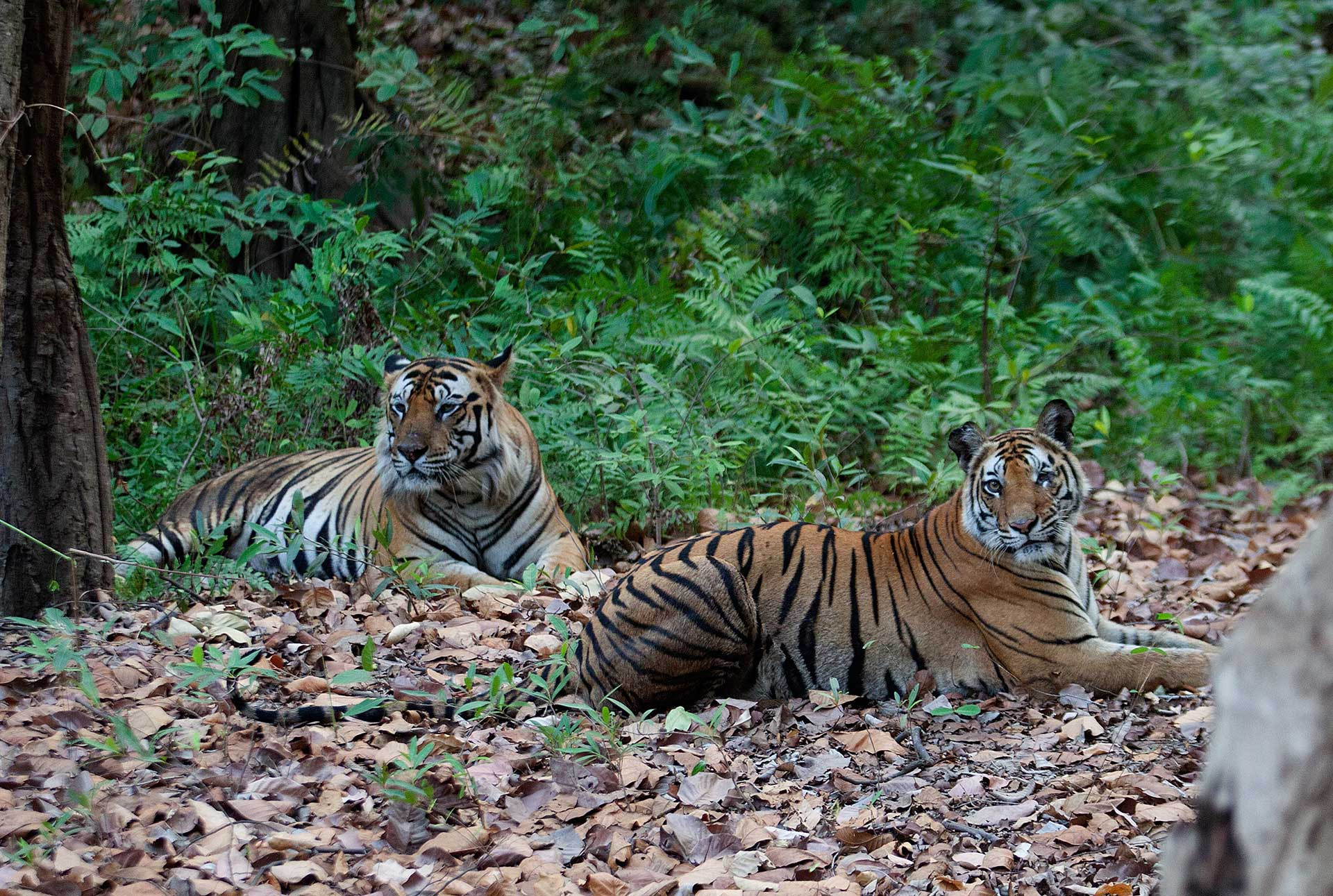 Vijaya AKA Kankati with Bamera in Bandhavgarh Tiger Reserve