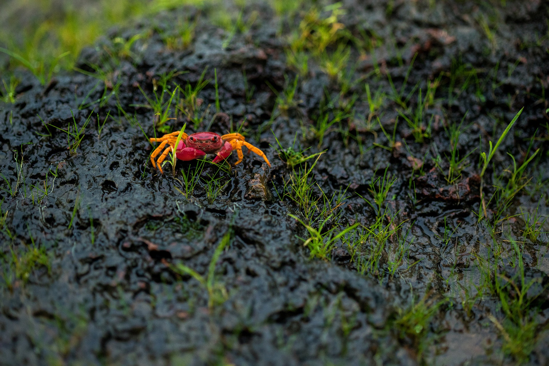 Shivendra singh crab rainforests - The Wild Nation – Rainforests | Nature inFocus