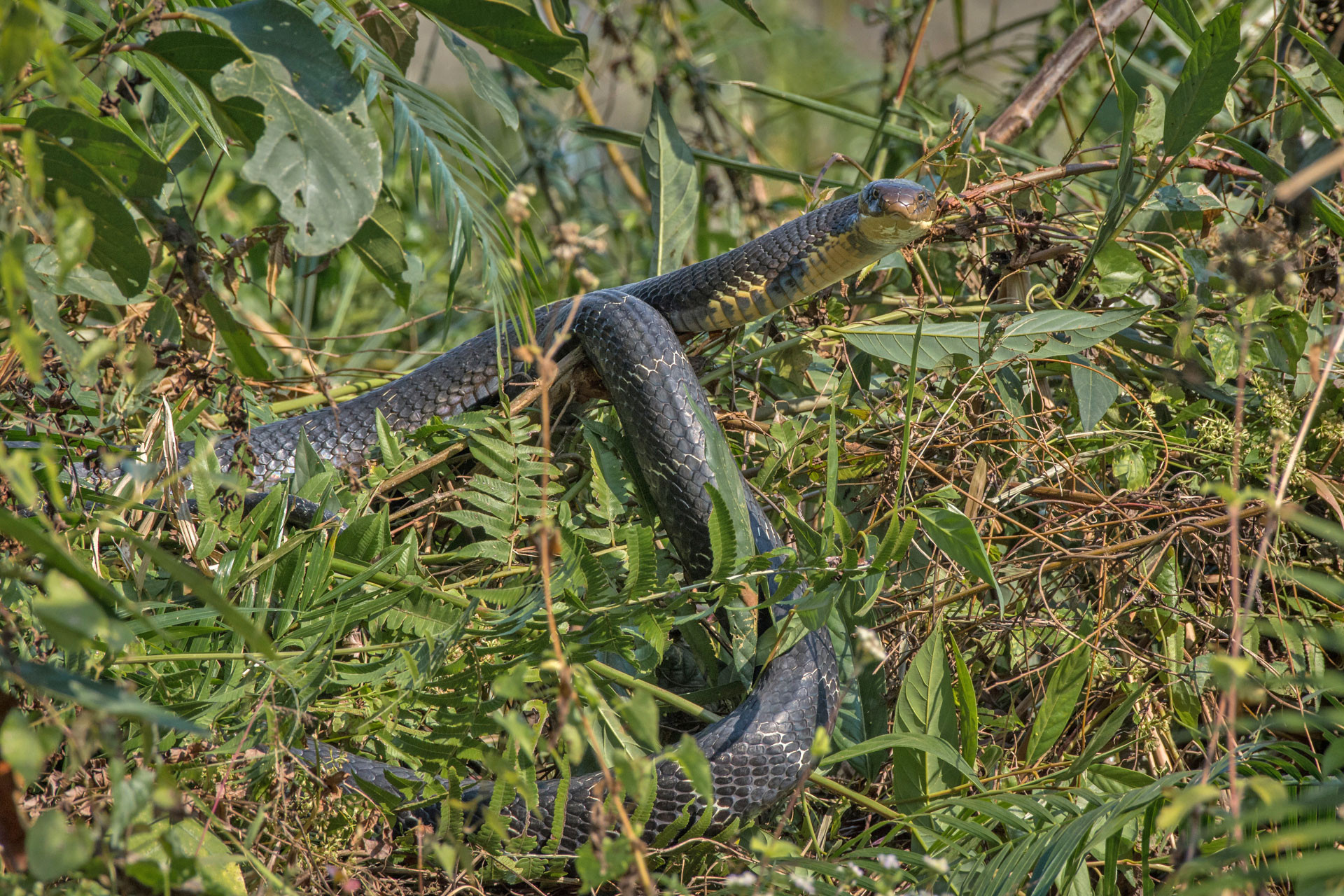 King Cobra, a particularly long specimen | Nature inFocus