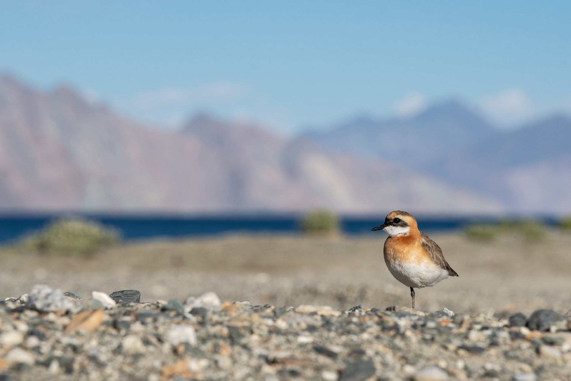 Lesser Sand Plover in Pangong Tso, Ladakh