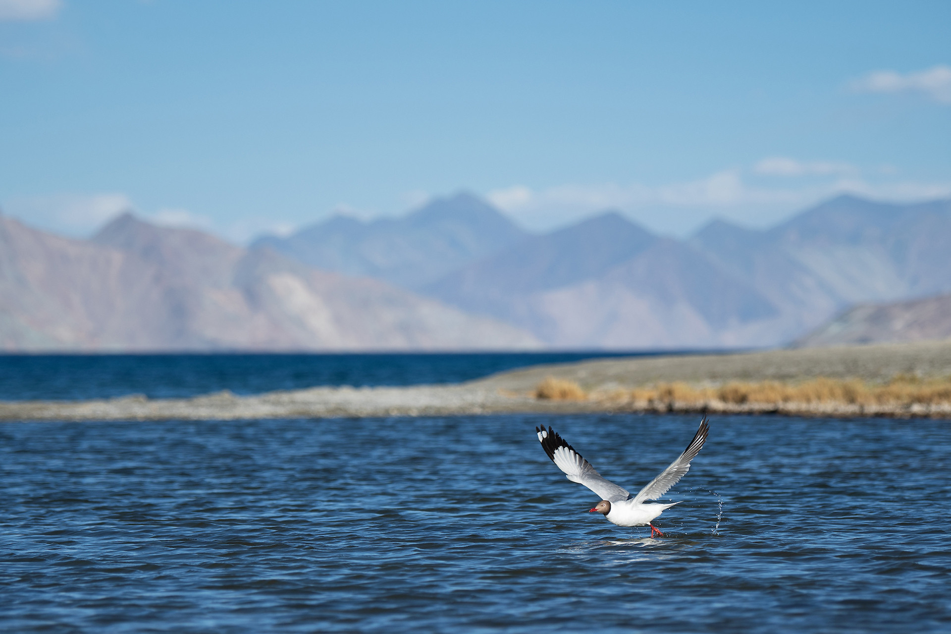 Brown-headed Gull in Pangong Tso