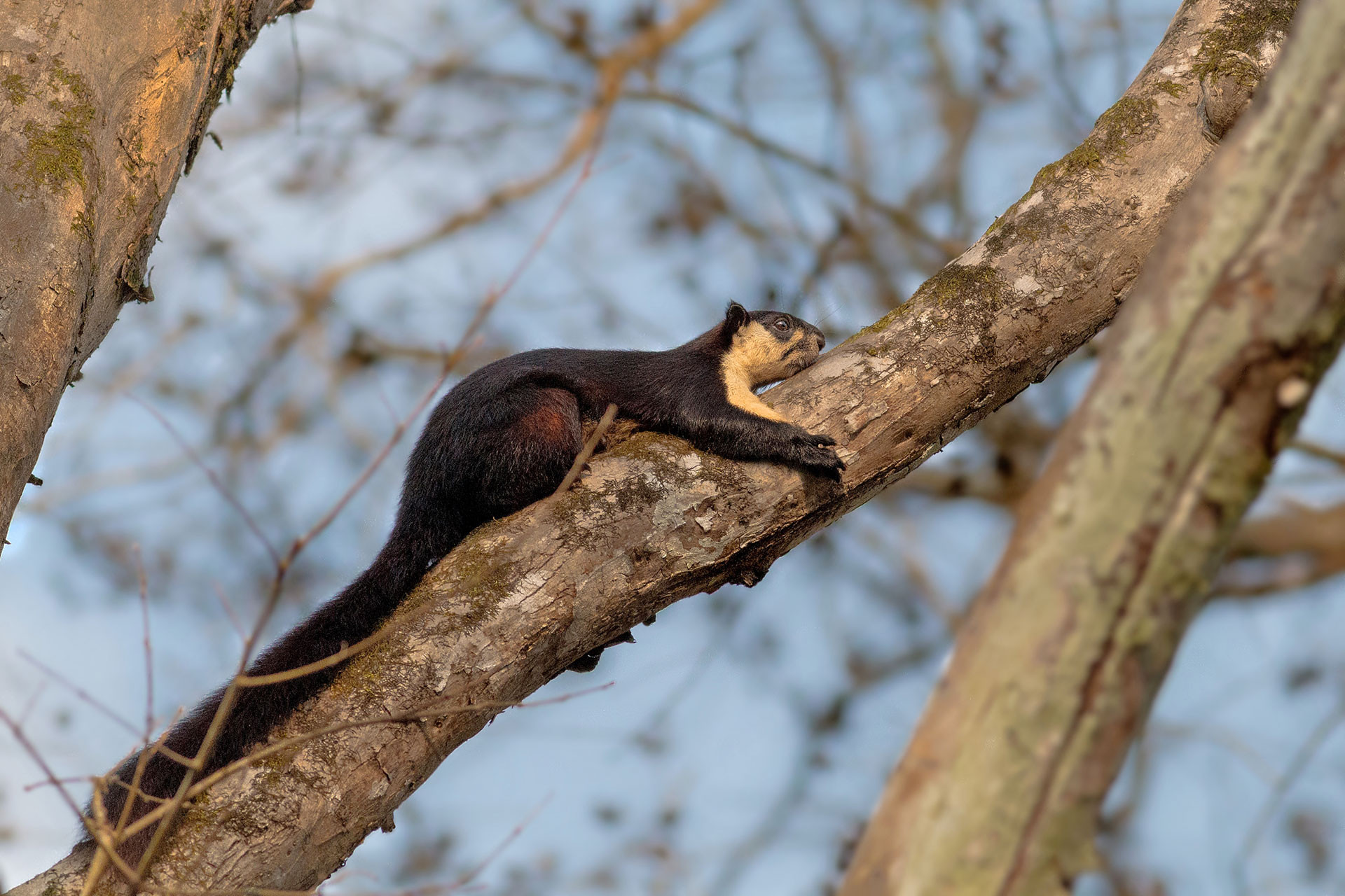 Black Giant Squirrel or Malayan Giant Squirrel in kaziranga national park in assam