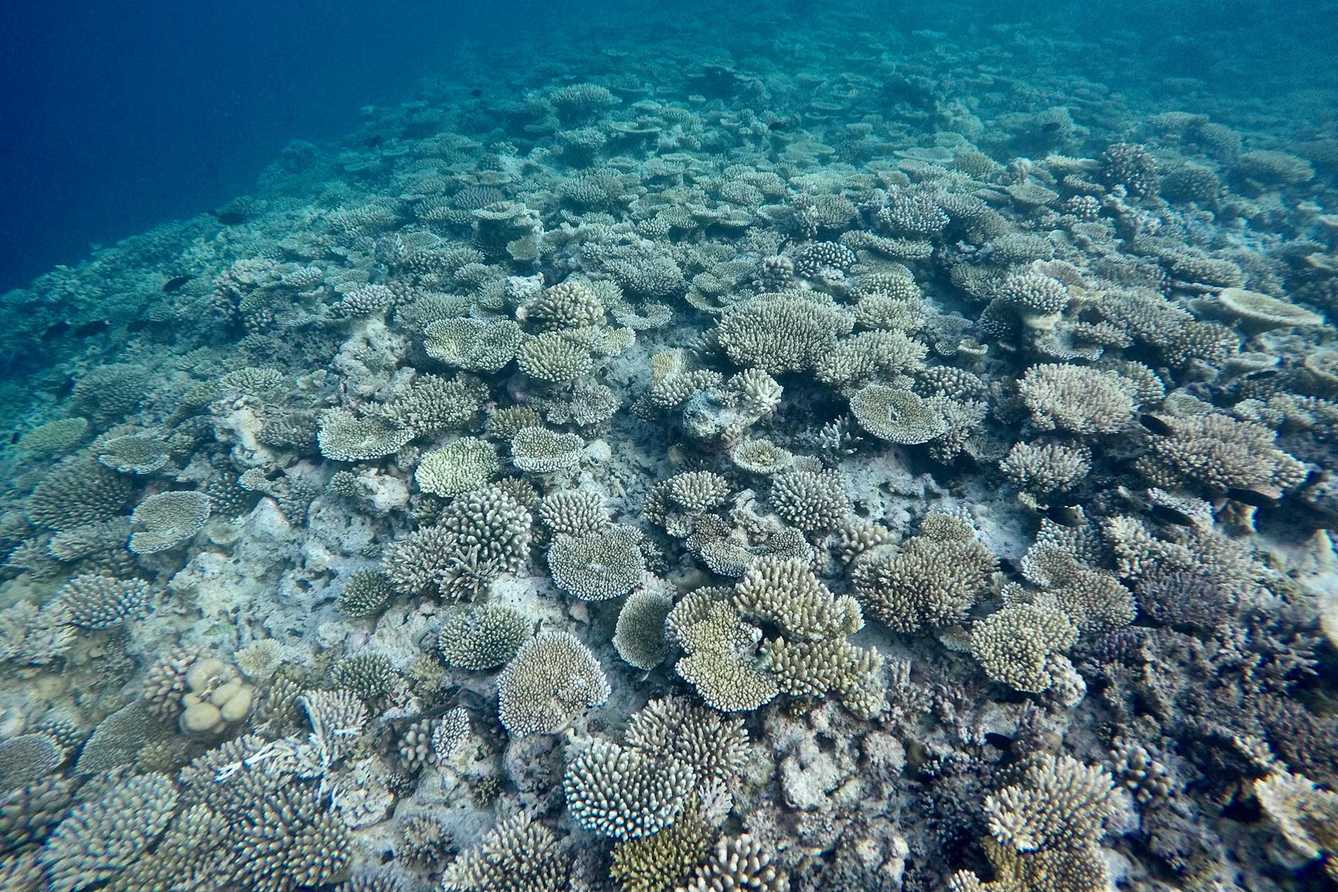 Underwater photograph of a coral reef in Maldives