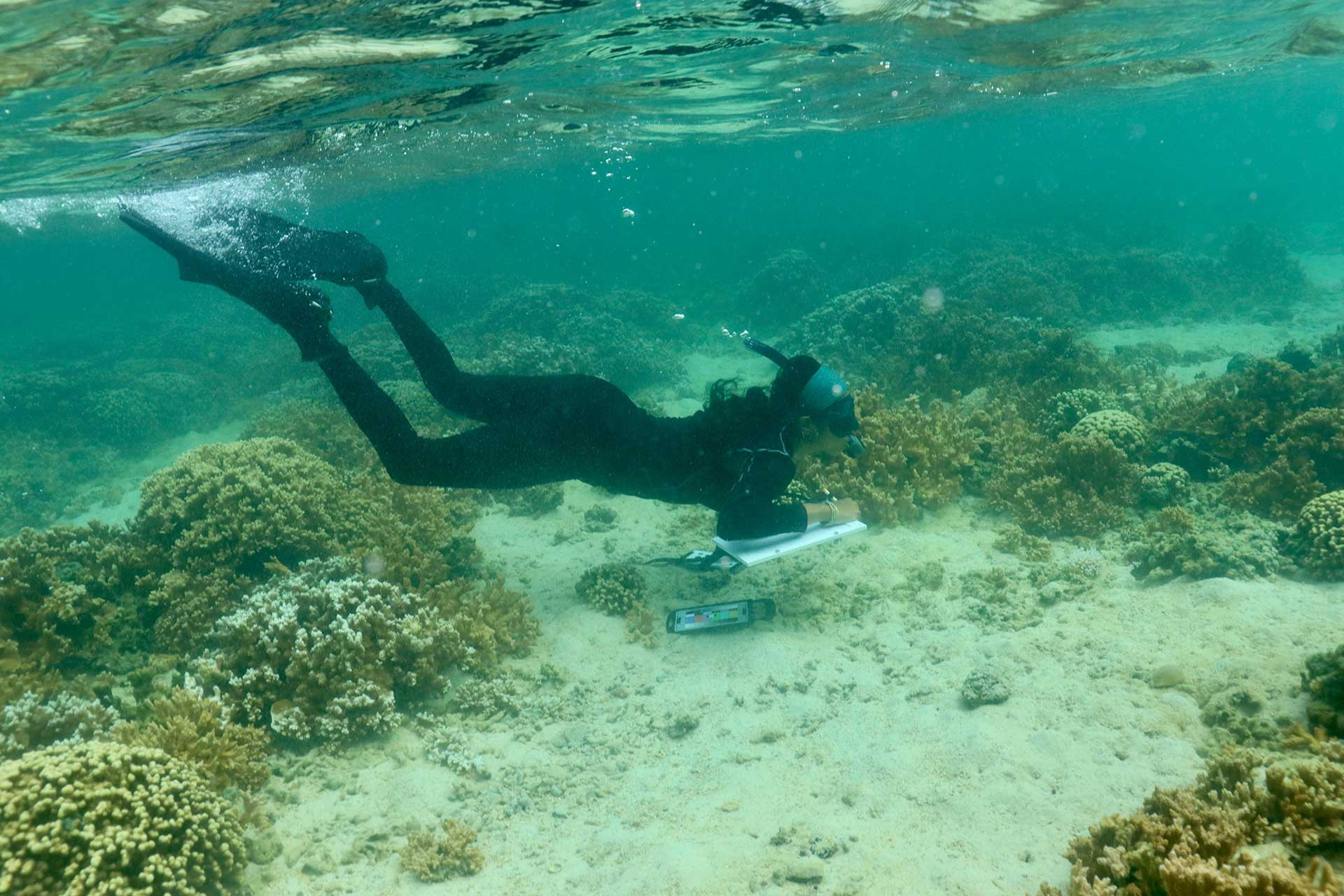 Shreya Yadav marine biologist studying coral reefs underwater in Hawaii
