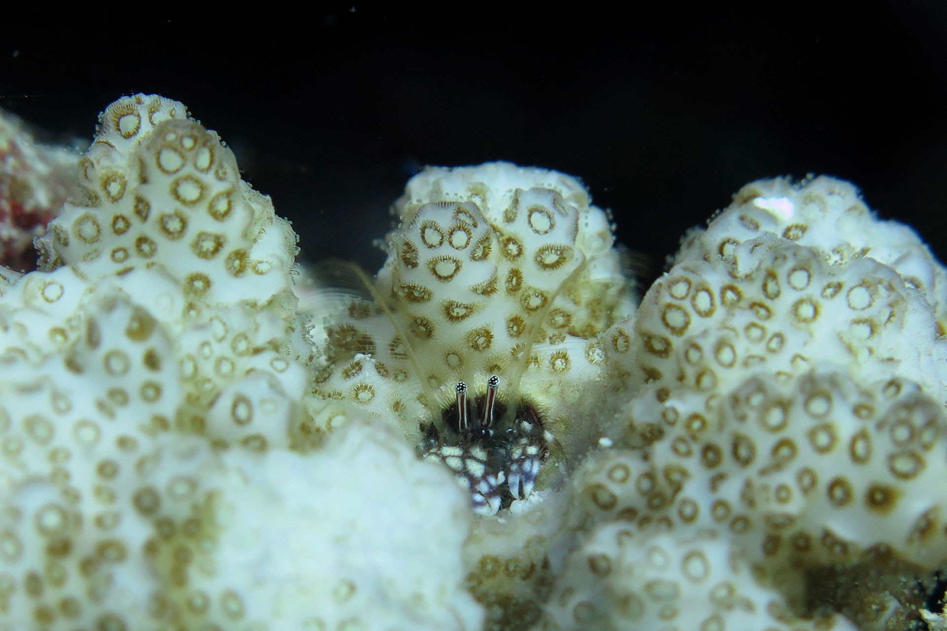 underwater photograph of a hermit crab in a coral reef