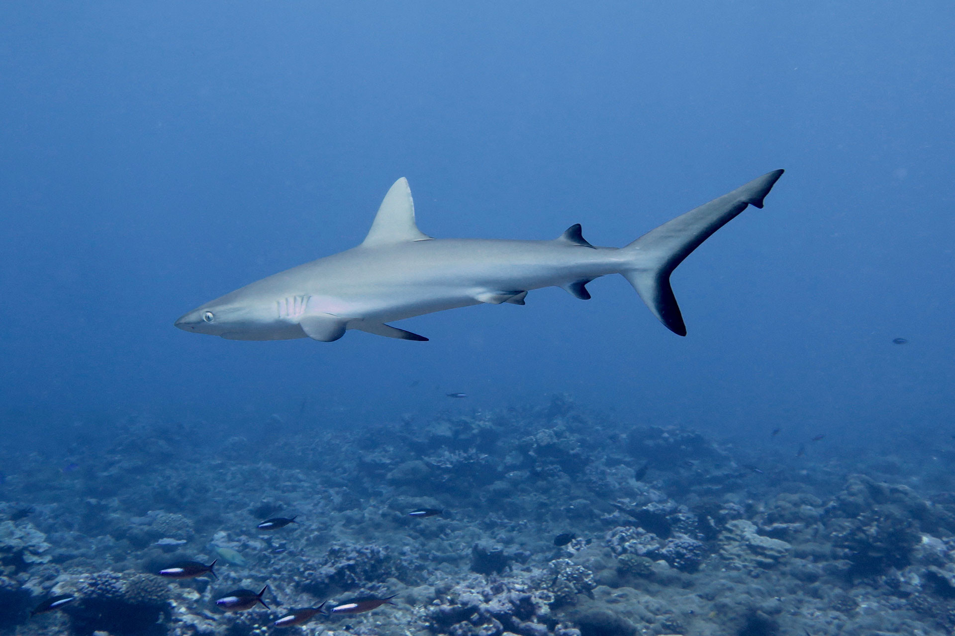 Grey Reef Shark near a coral reef in Palmyra Atoll in the Pacific Ocean