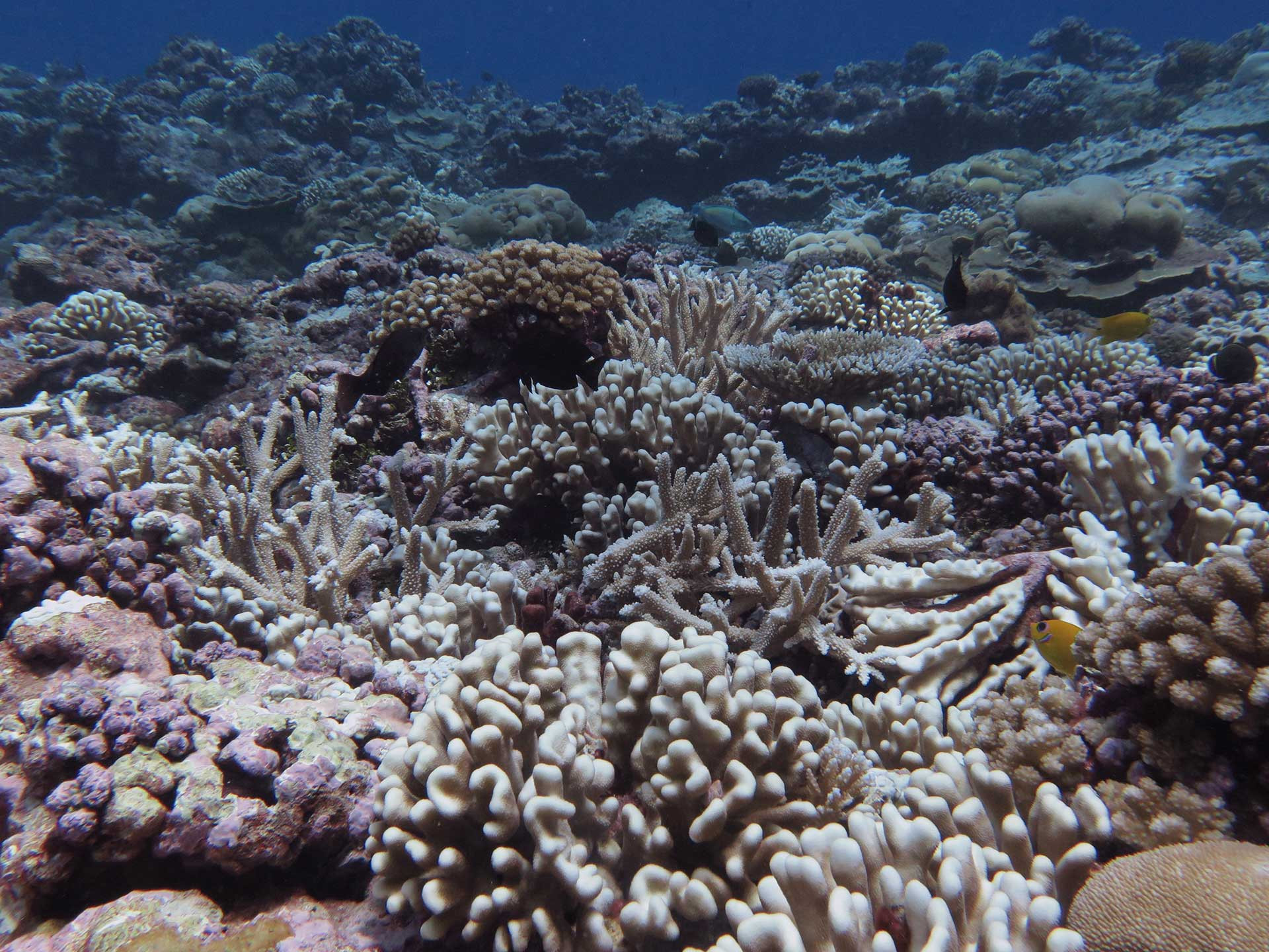 Coral reef in palmyra atoll in the pacific ocean