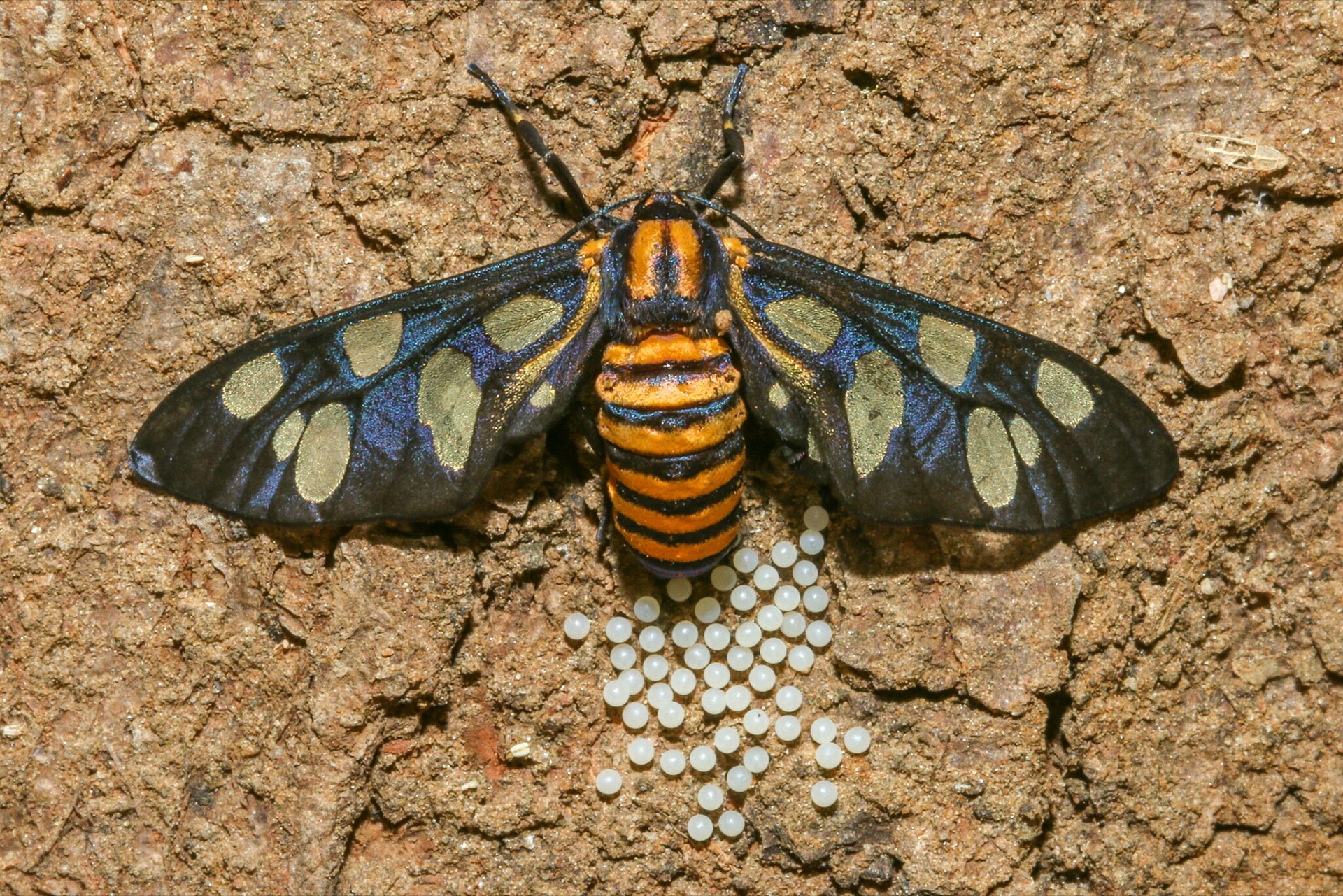 Shubham akolkar - Macro | Nature inFocus
