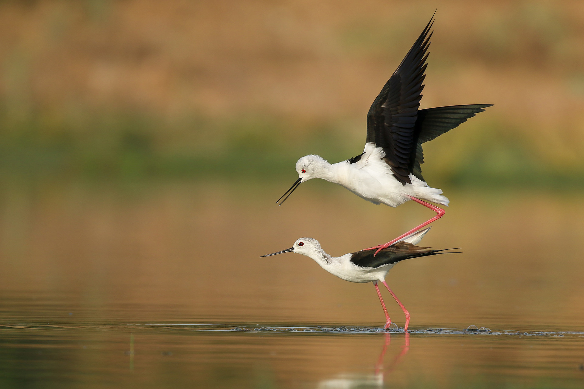 Black winged stilts courtship display