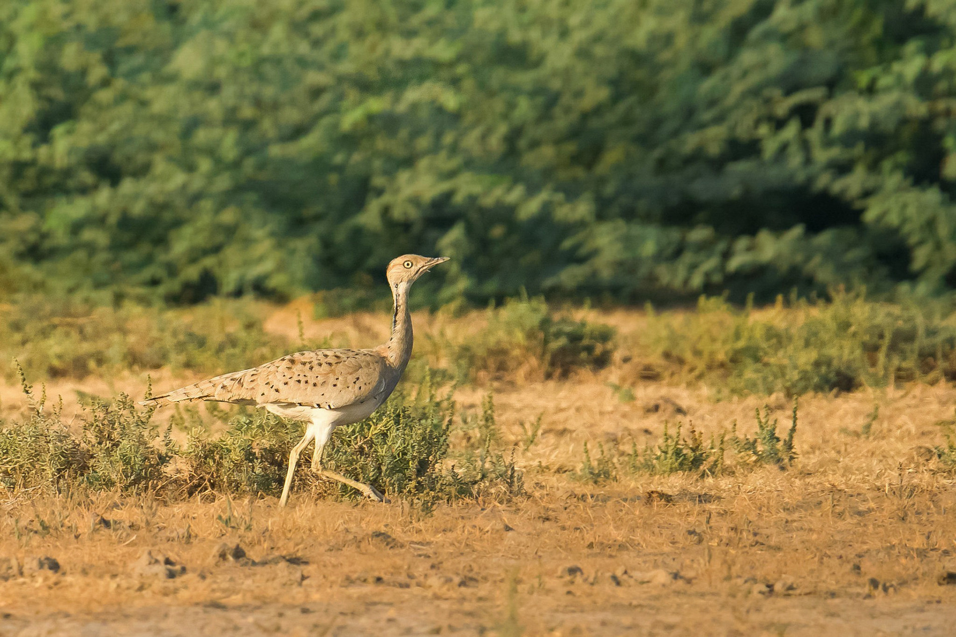 Asian Houbara or the MacQueen’s Bustard in Little Rann of Kutch