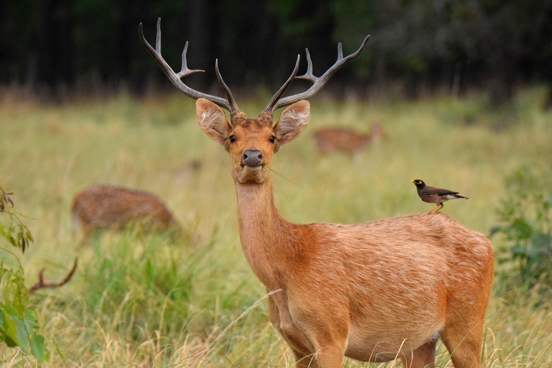 Shubhankar dey - In Danger | Nature inFocus
