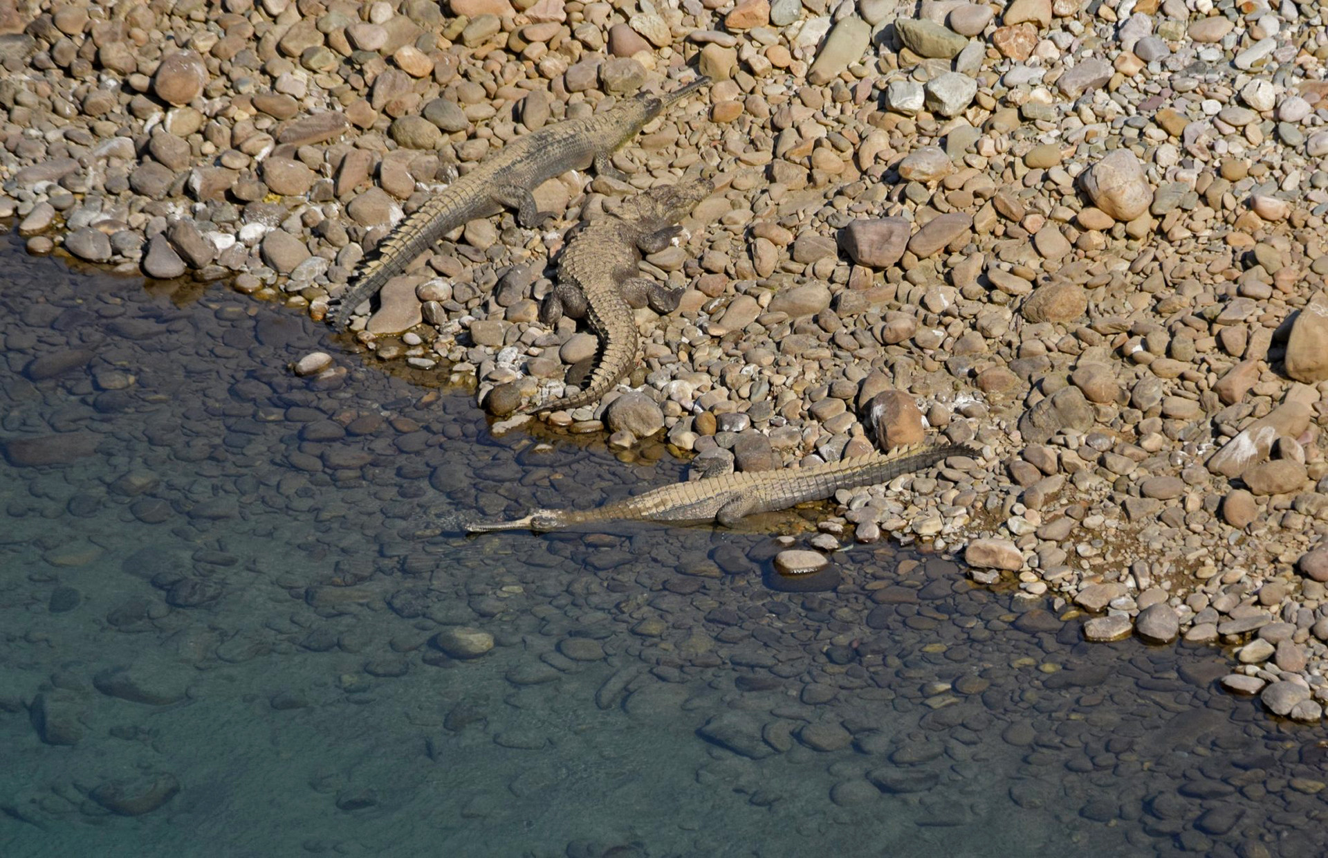 Critically endangered Gharials on the banks of the Ramganga River in Corbett