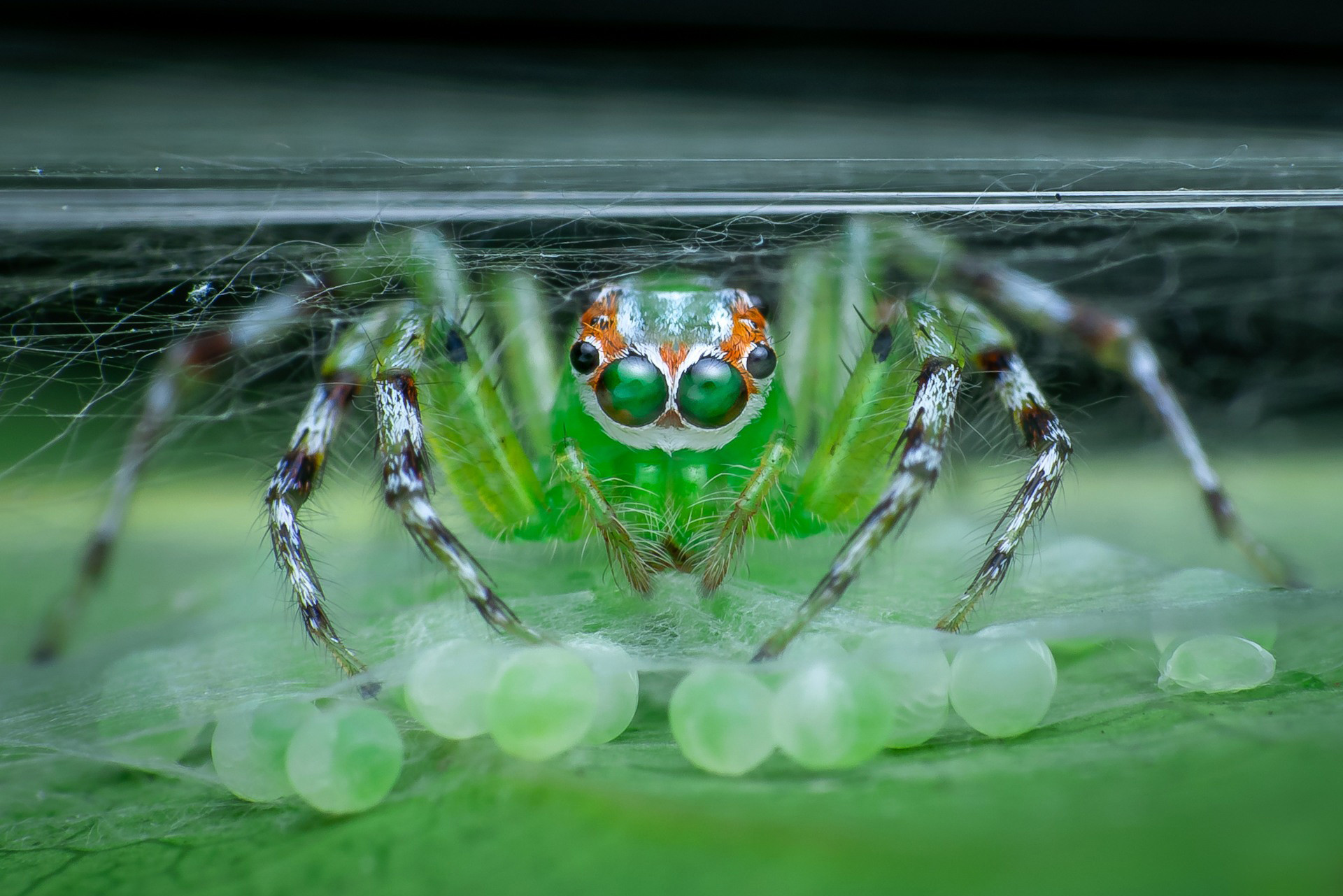 Jumping Spider Epeus sp guarding eggs in a web
