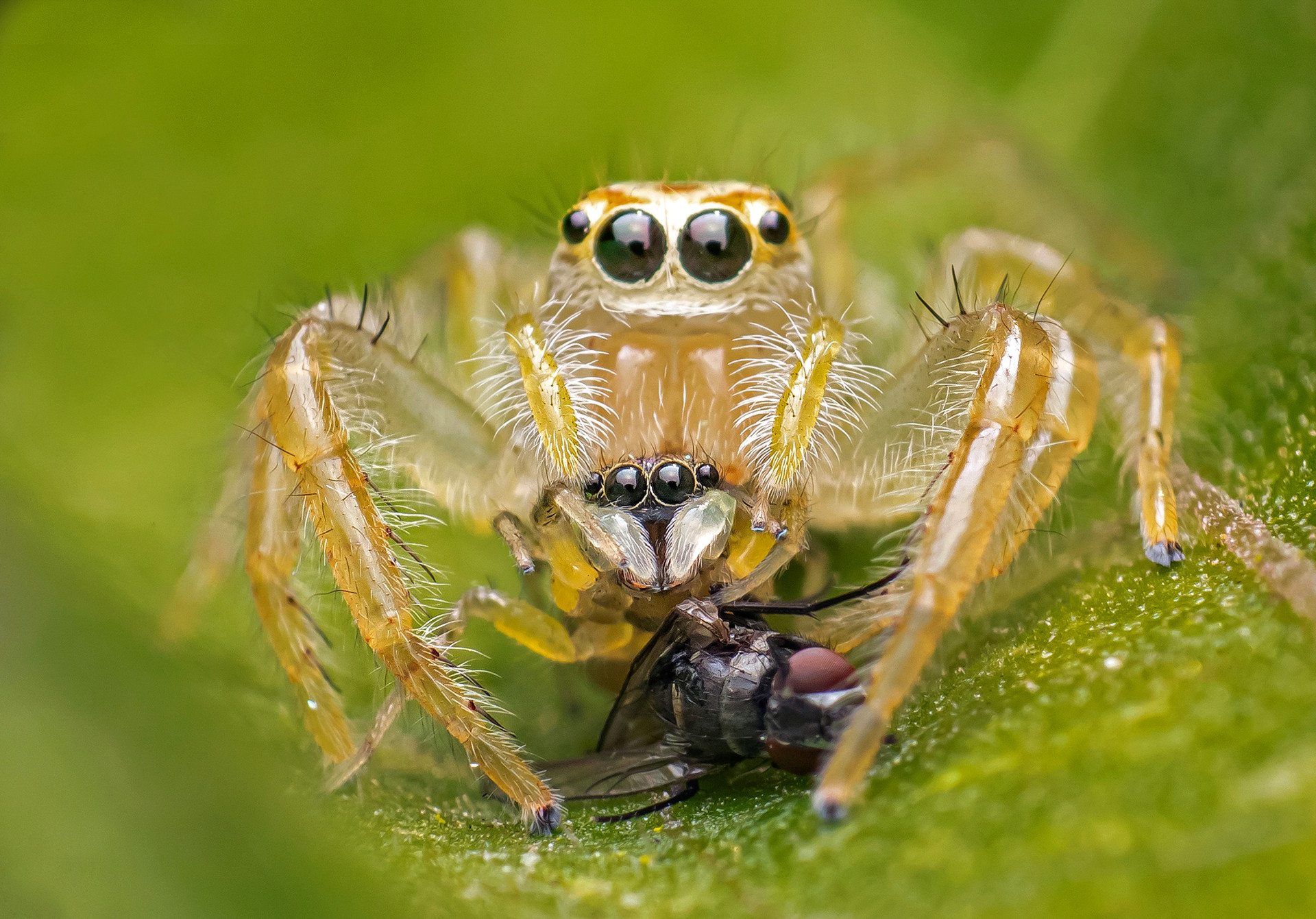 Telemonia jumping spider hunting metallic jumper spider