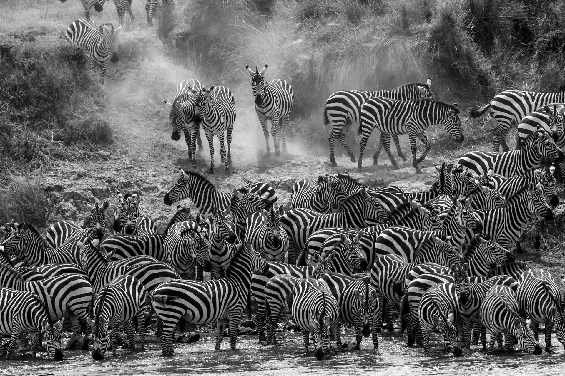 Sid tripathy - Animal Collective | Nature inFocus