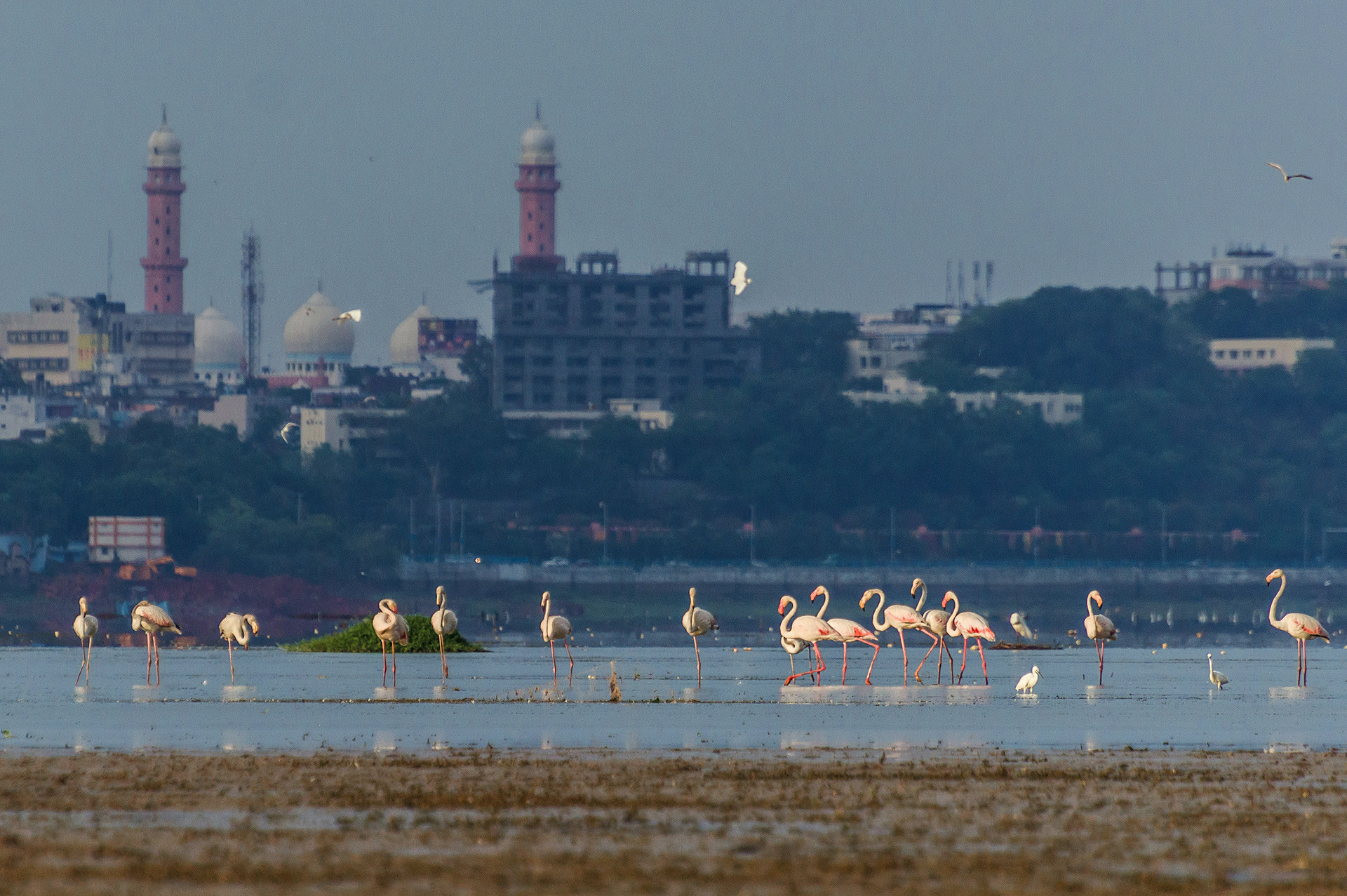      Siddhant Arya                  | Nature Infocus
