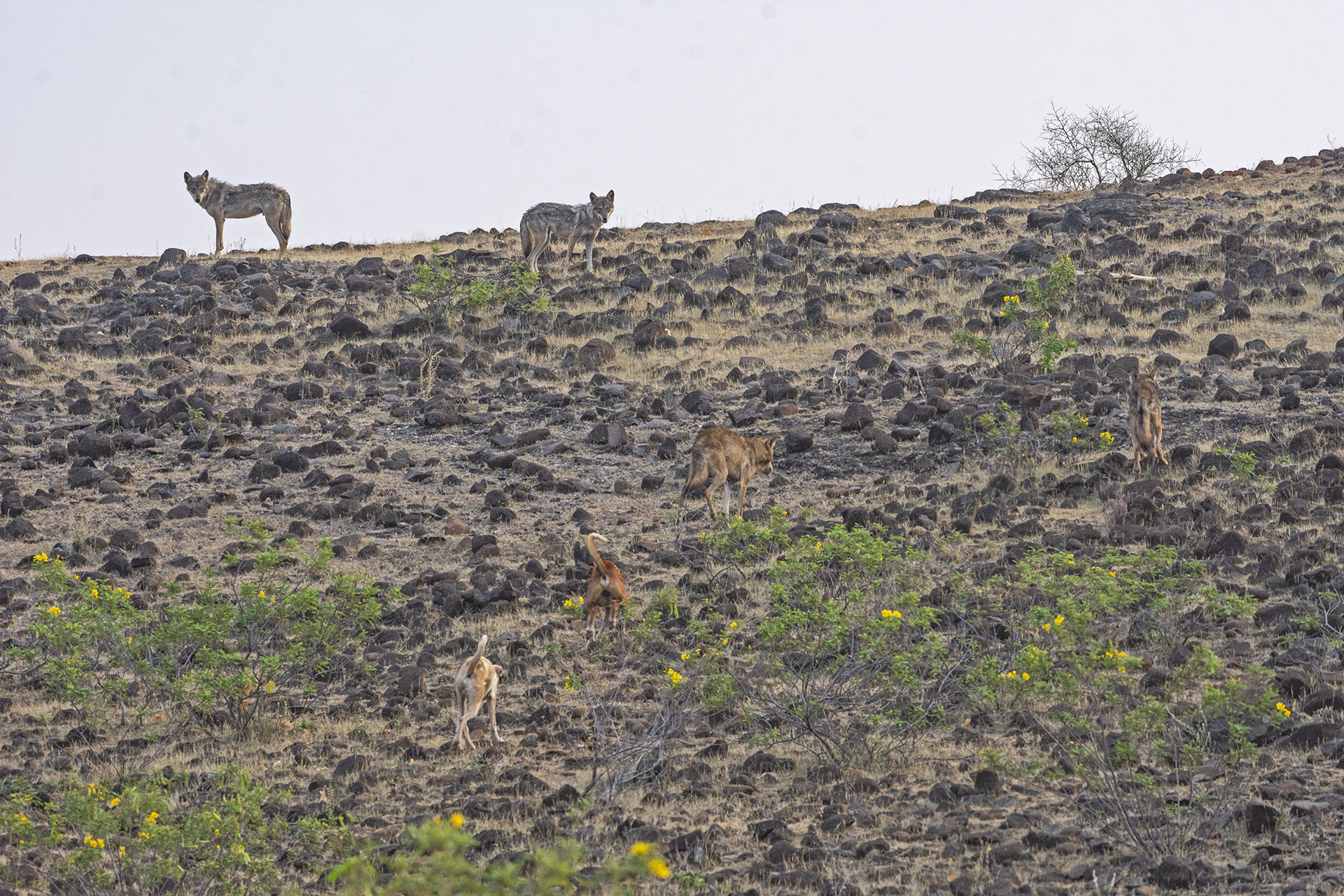Feral dogs chasing Indian Wolves in a grassland near Pune
