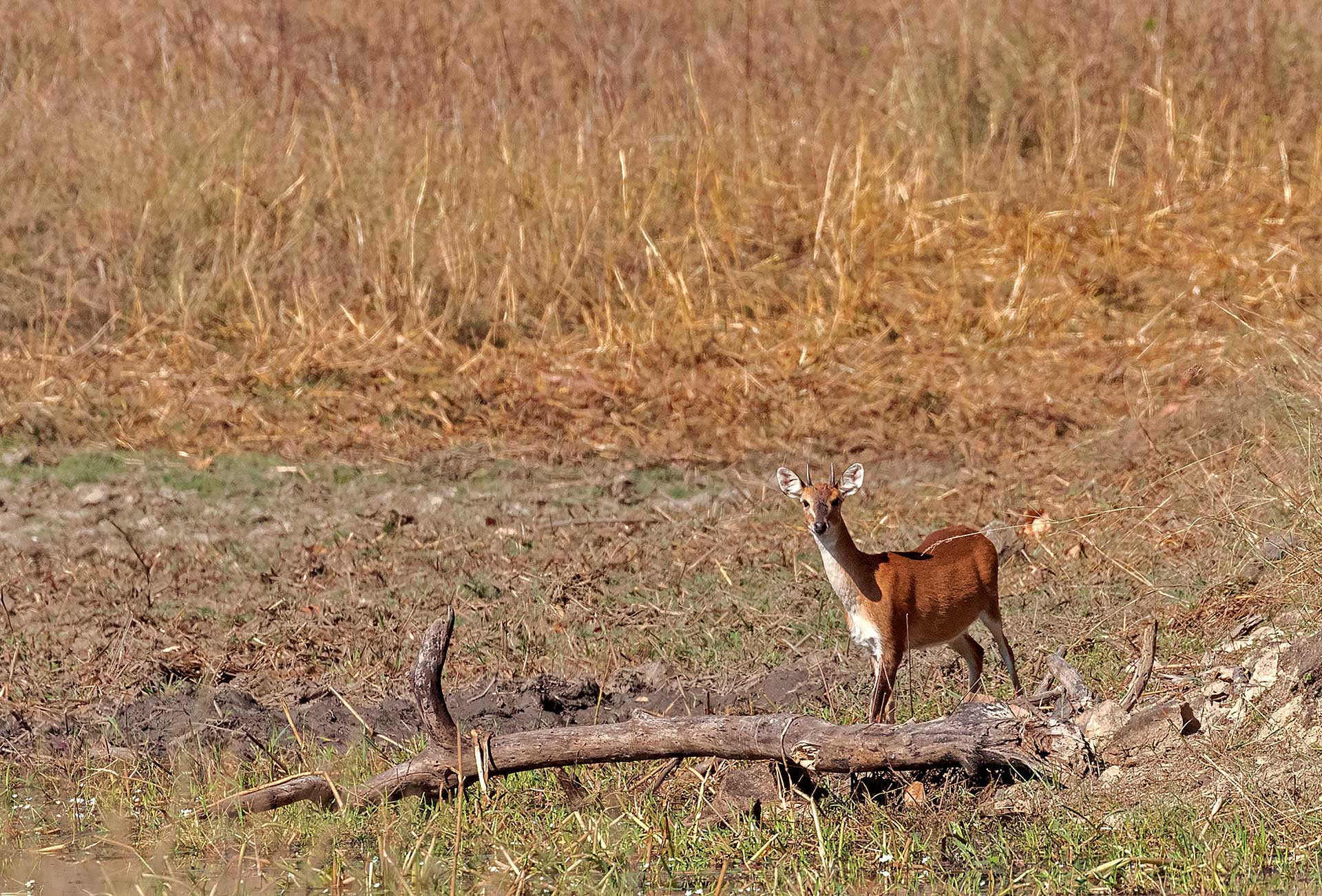Chousingha or Four Horned Antelope rare animal
