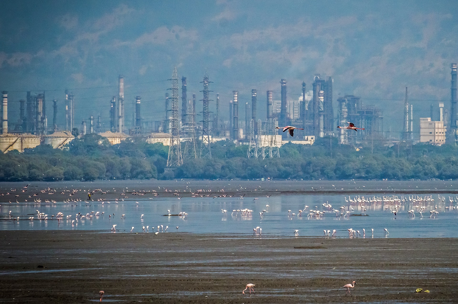 Flamingos in Sewri mudflats