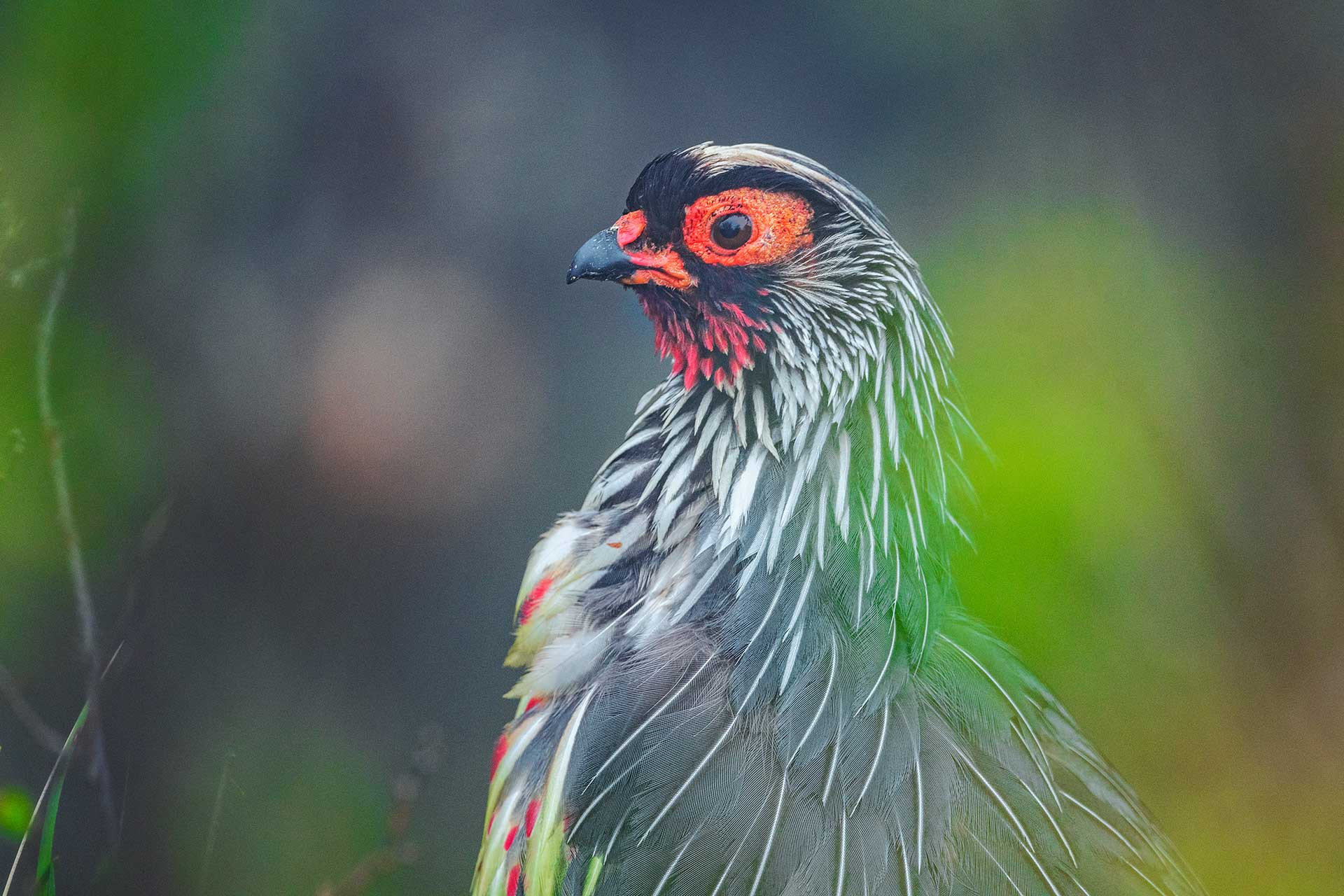 Blood Pheasant (Ithaginis cruentus) | Nature inFocus