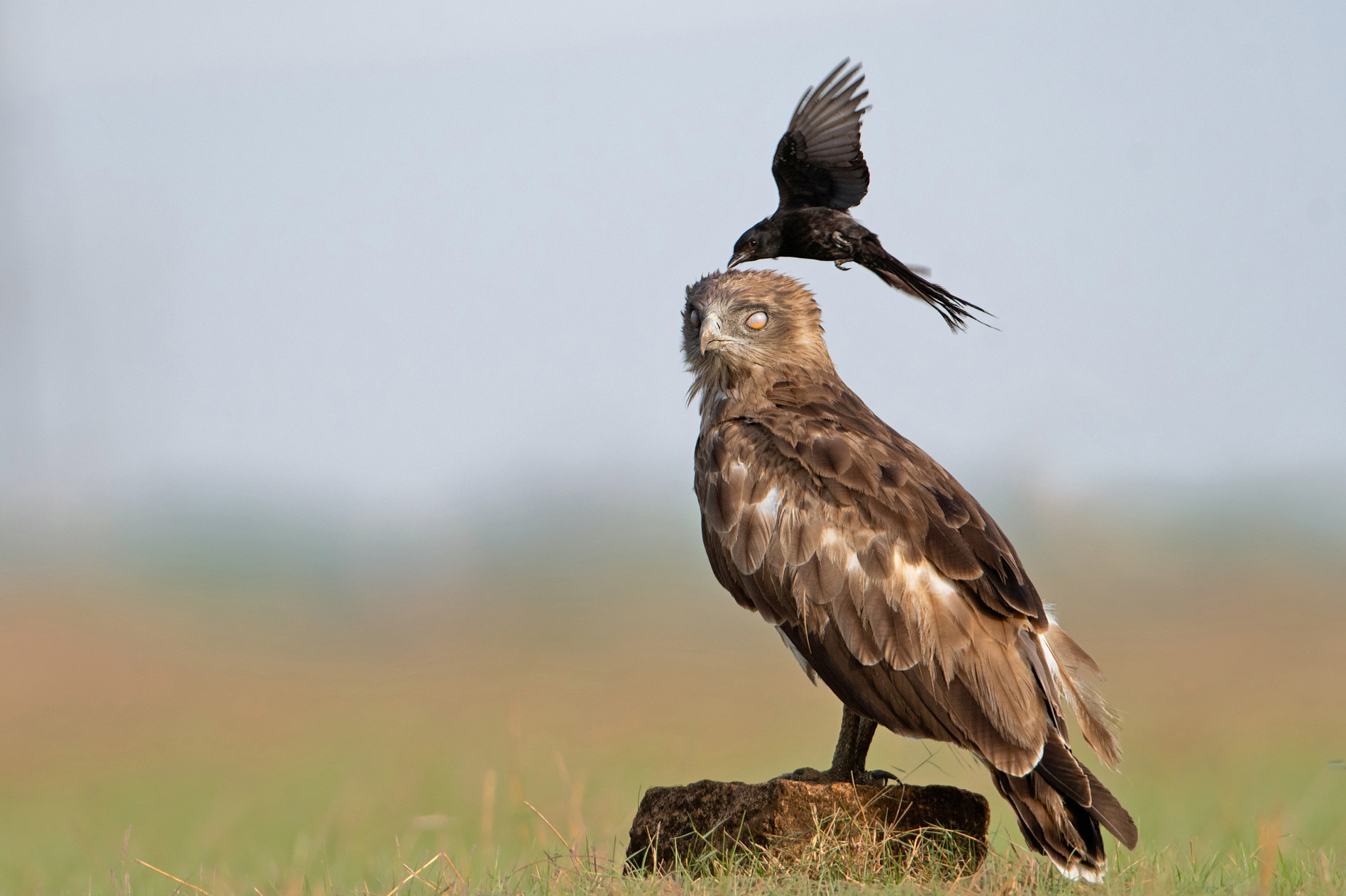 Black Drongo mobbing a raptor Short Toed Snake Eagle in a grassland