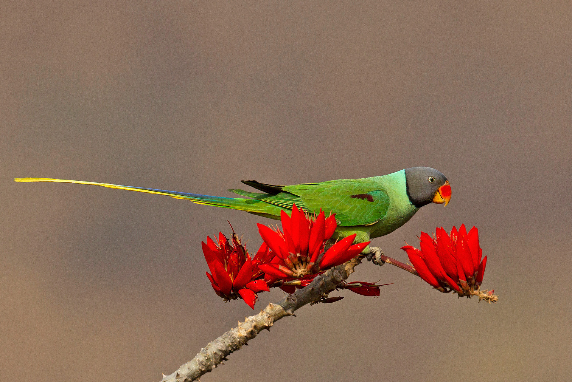 Slaty-headed Parakeet Psittacula himalayana in Sattal, Uttarakhand